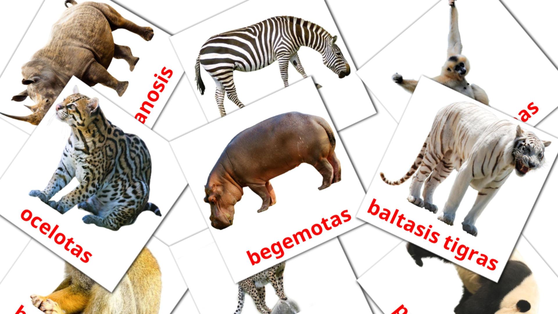 21 Bildkarten für Džiunglių gyvūnai