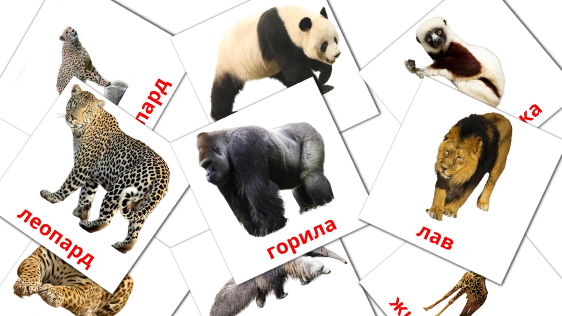 21 Flashcards de Африкански животни