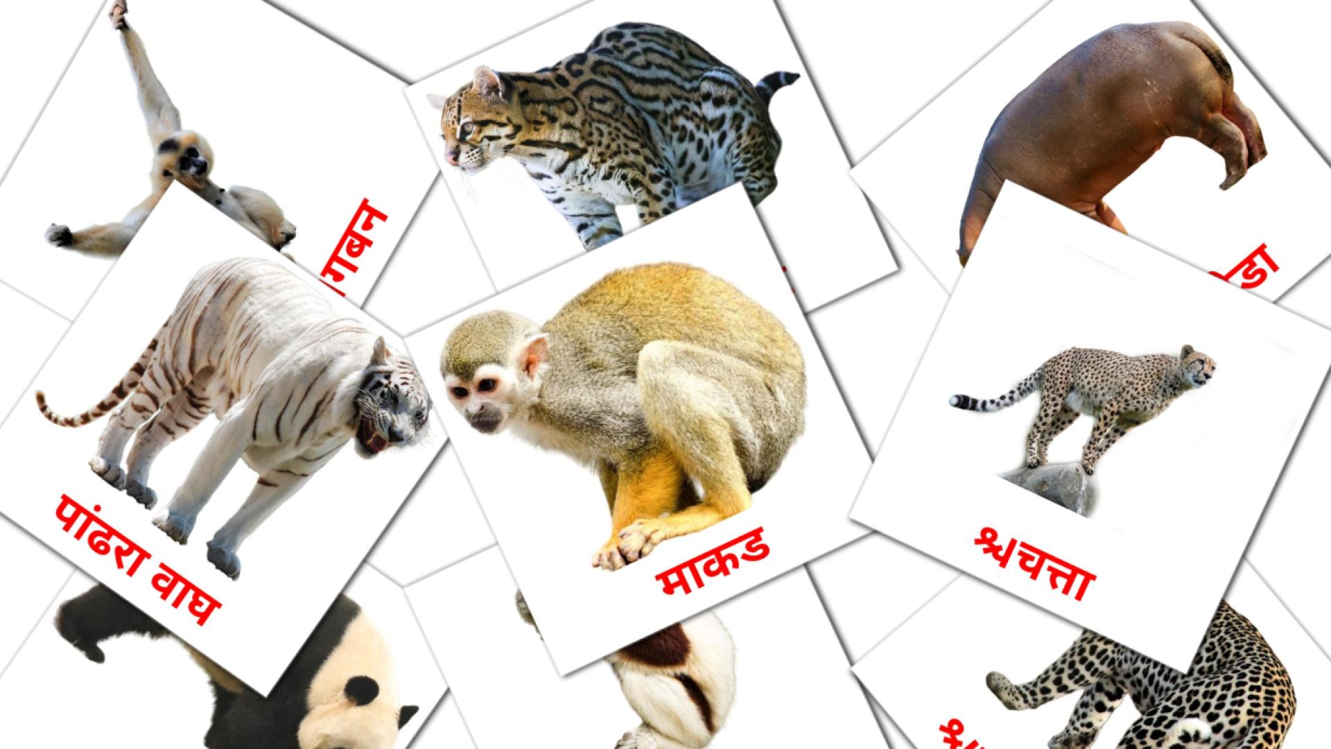21 Bildkarten für जंगली प्राणी