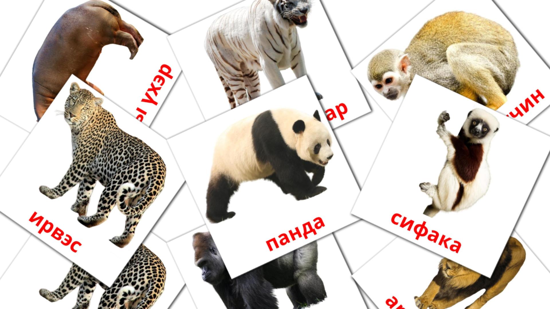 21 tarjetas didacticas de Ширэнгэн ойн амьтан