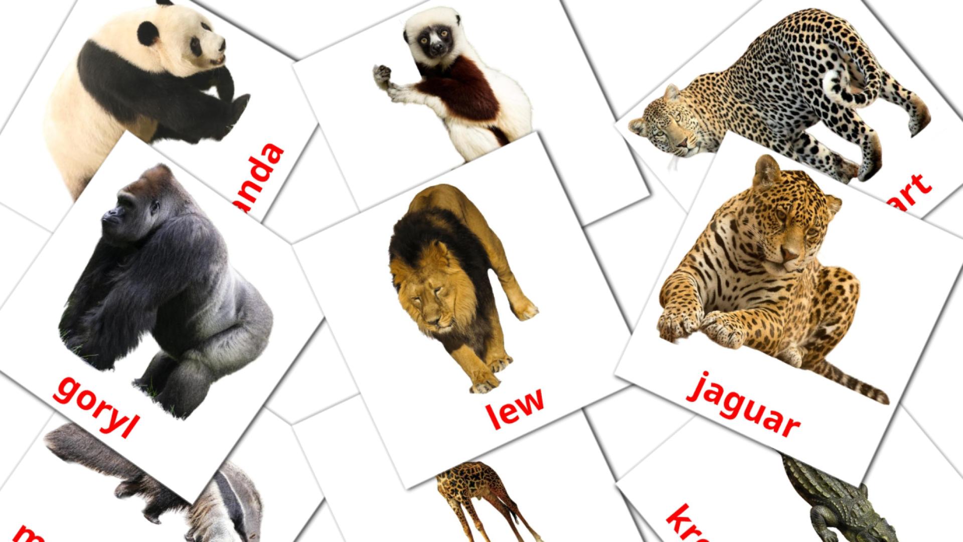 21 Bildkarten für Zwierzęta afrykańskie