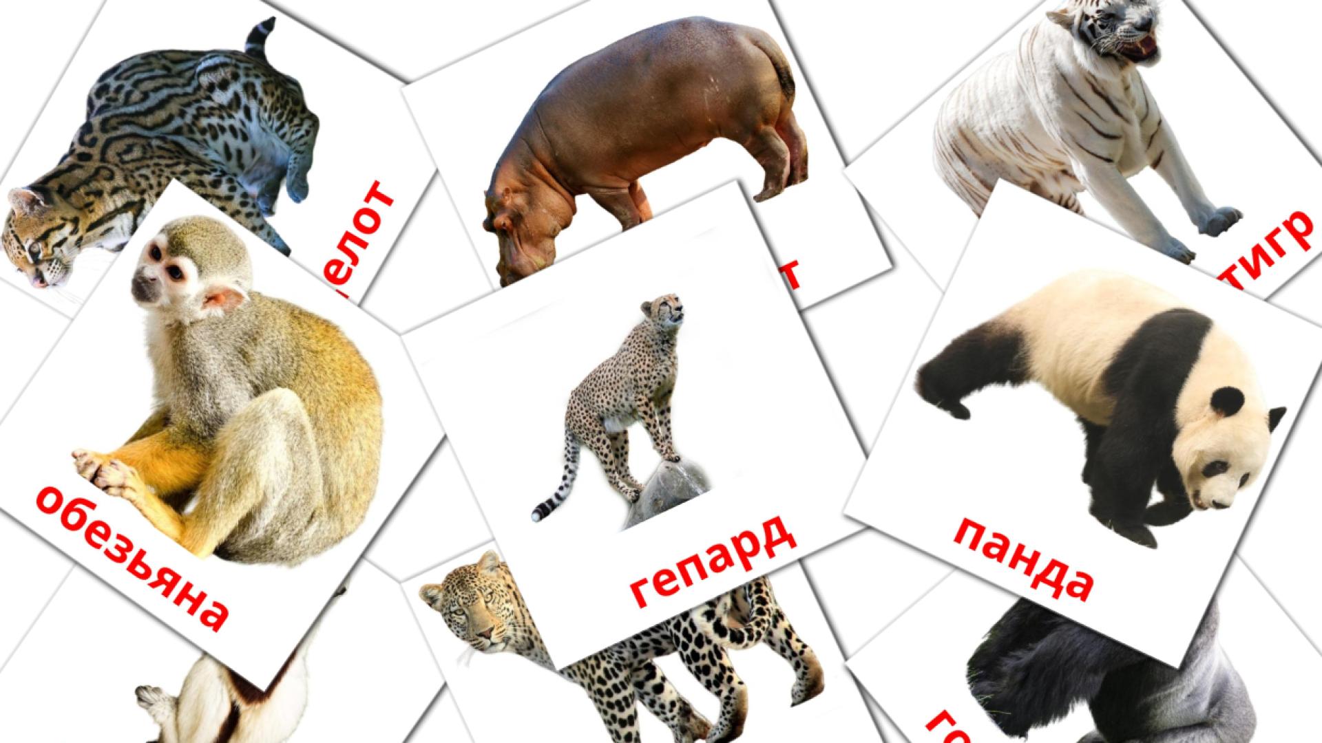 21 tarjetas didacticas de Животные африки