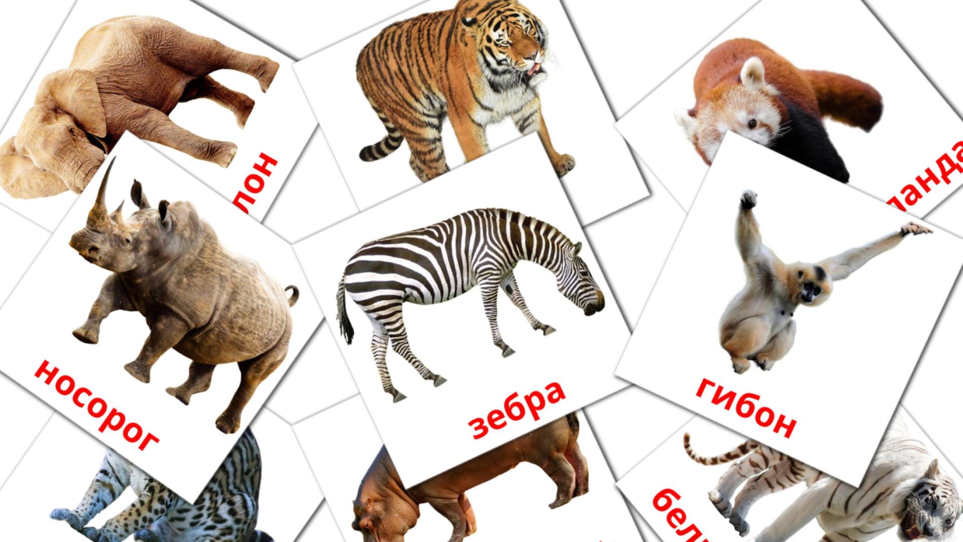 21 tarjetas didacticas de Животиње из џунгле