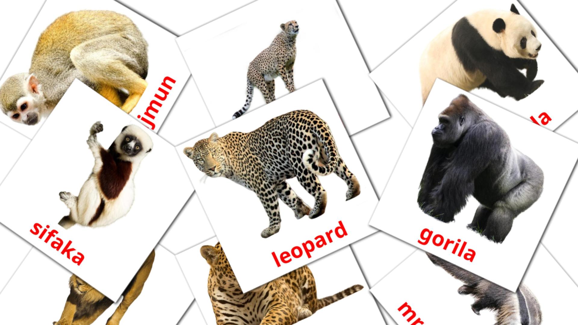 21 Bildkarten für Životinje iz džungle