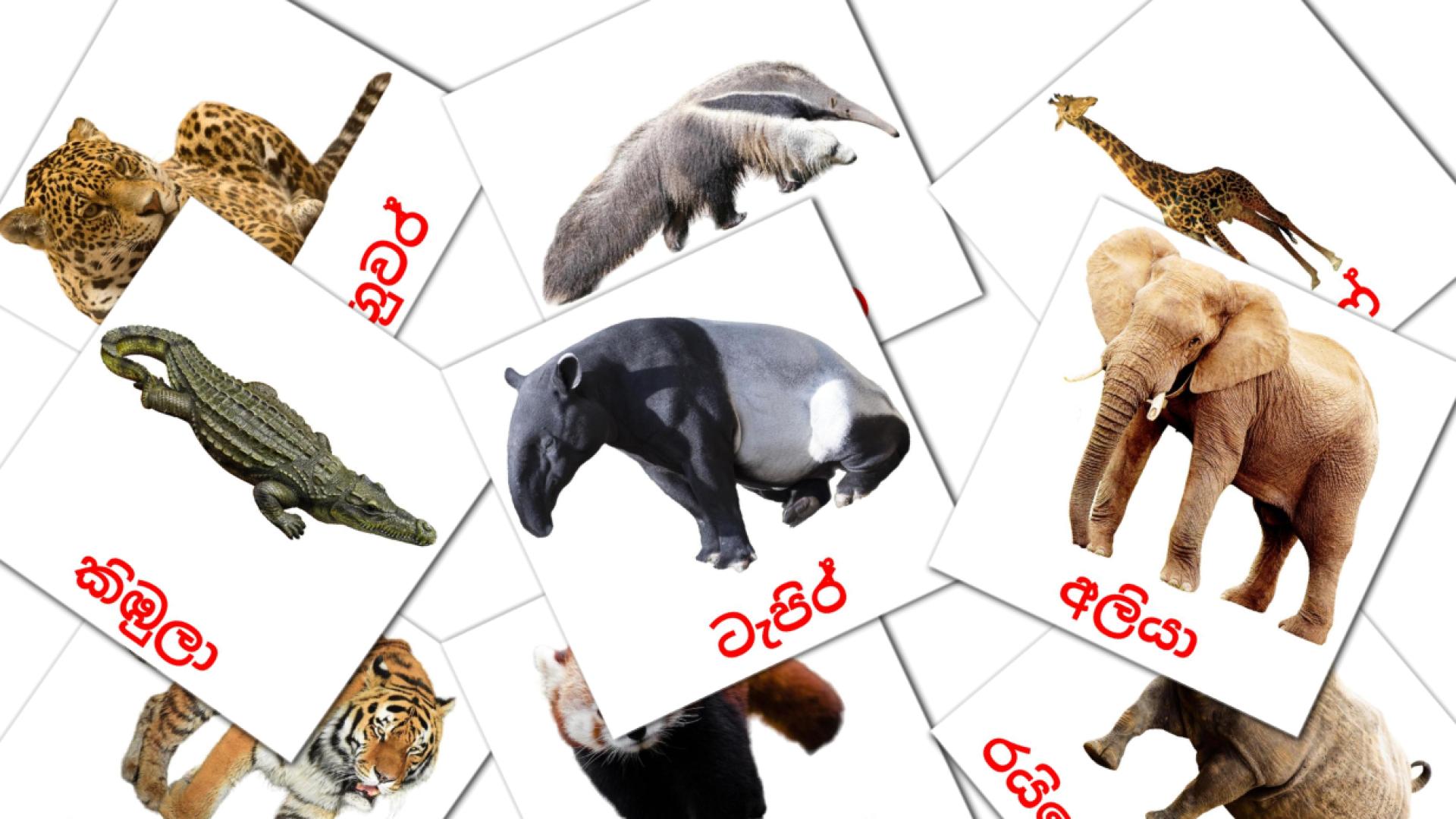21 tarjetas didacticas de වන සතුන්