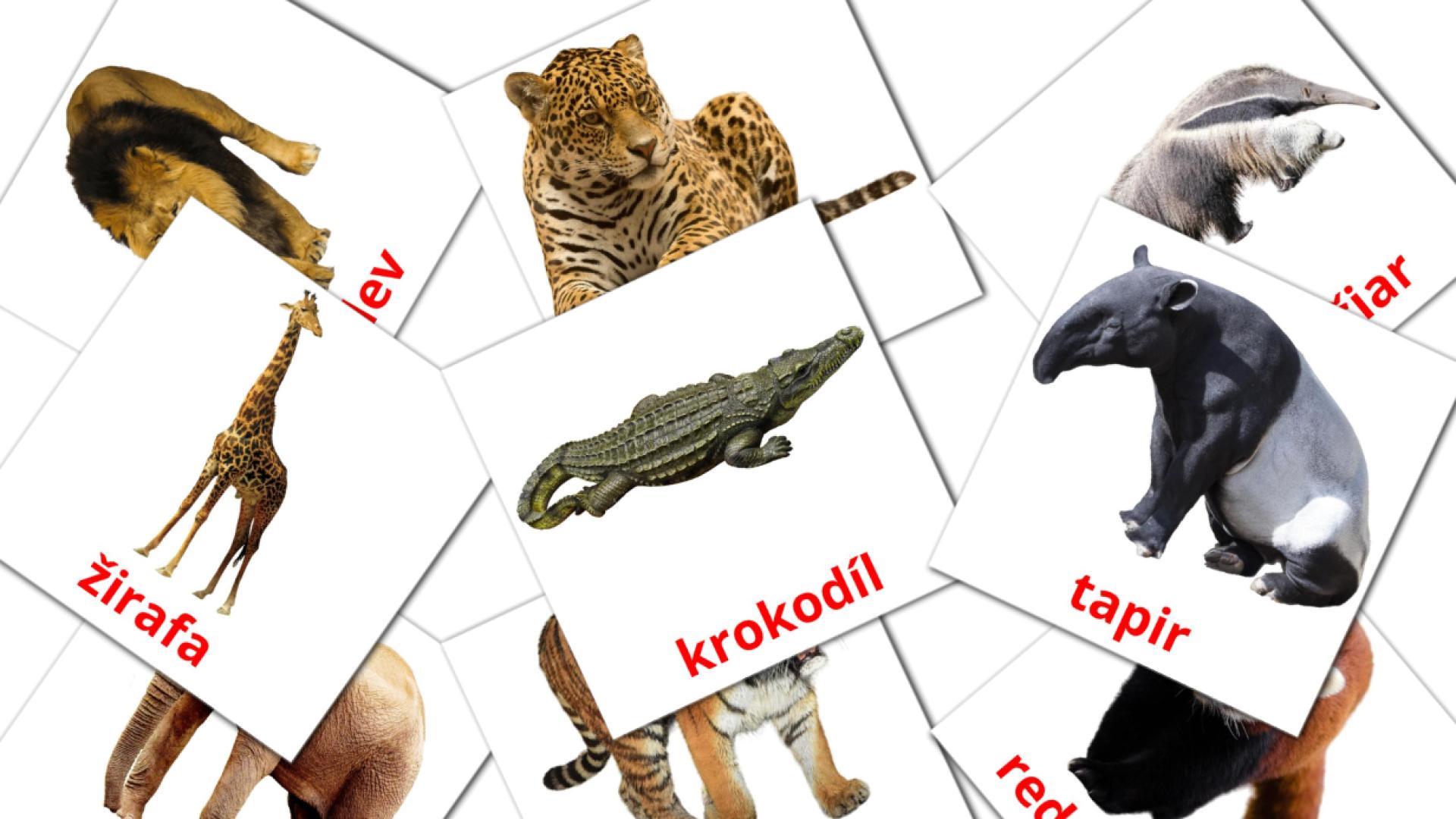 21 tarjetas didacticas de Zvierata dzungle