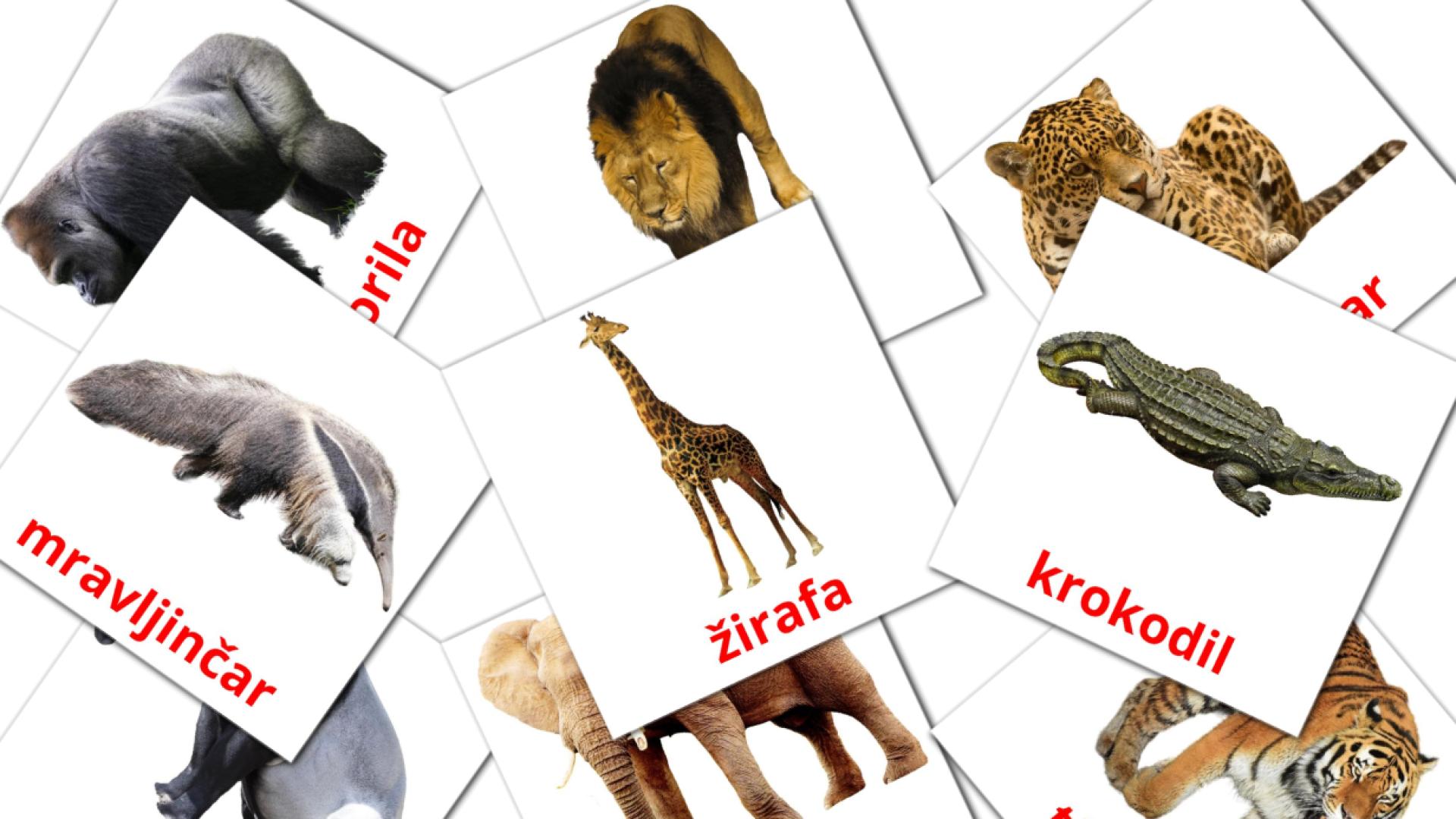 21 tarjetas didacticas de Živali džungle