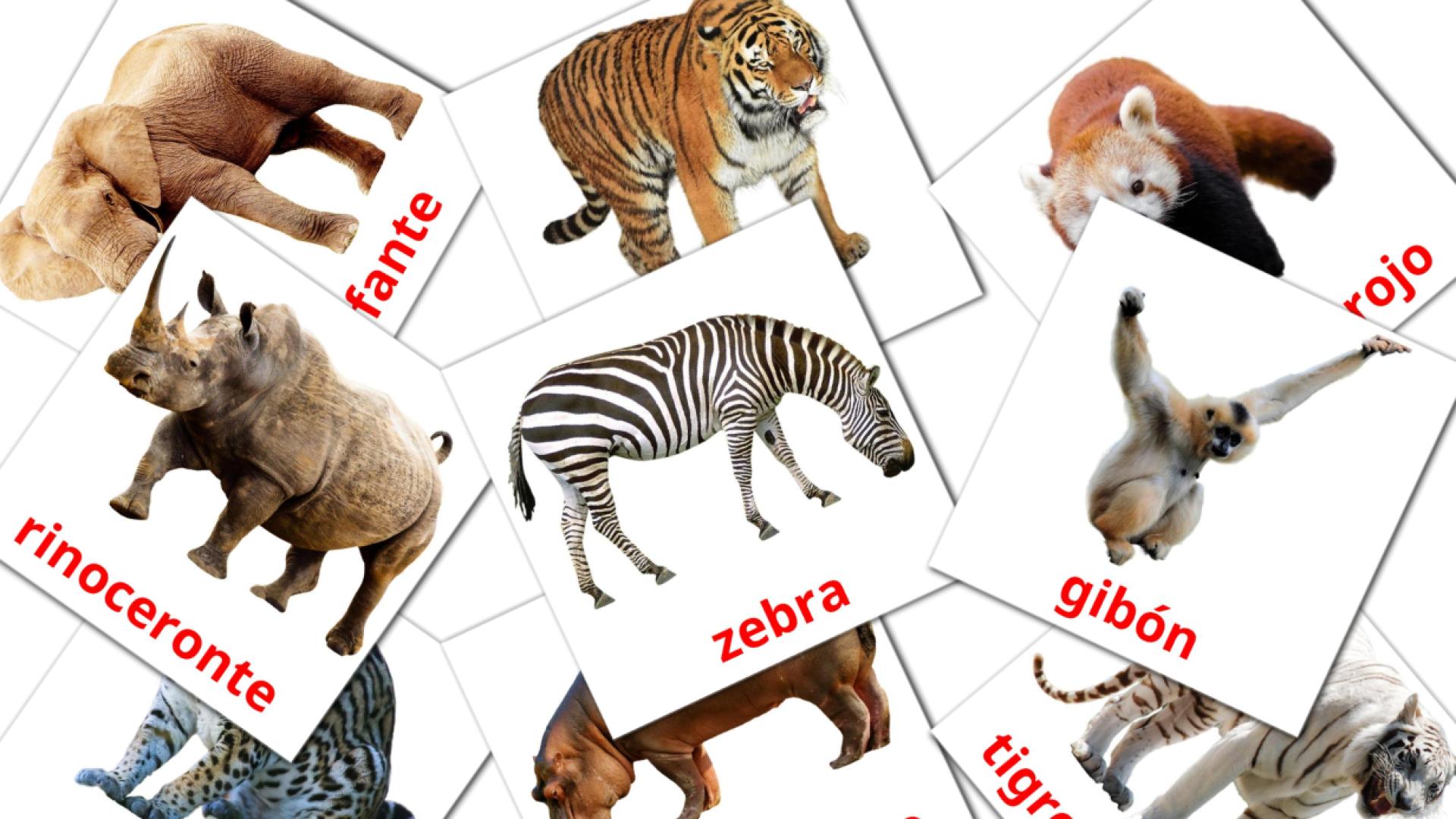 21 Flashcards de Animales de la Selva