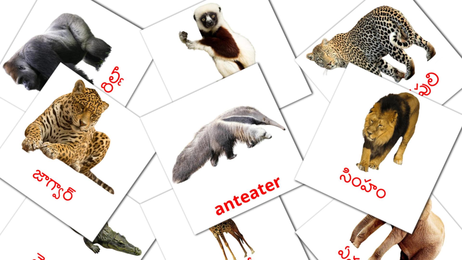 21 Bildkarten für అడవి జంతువులు