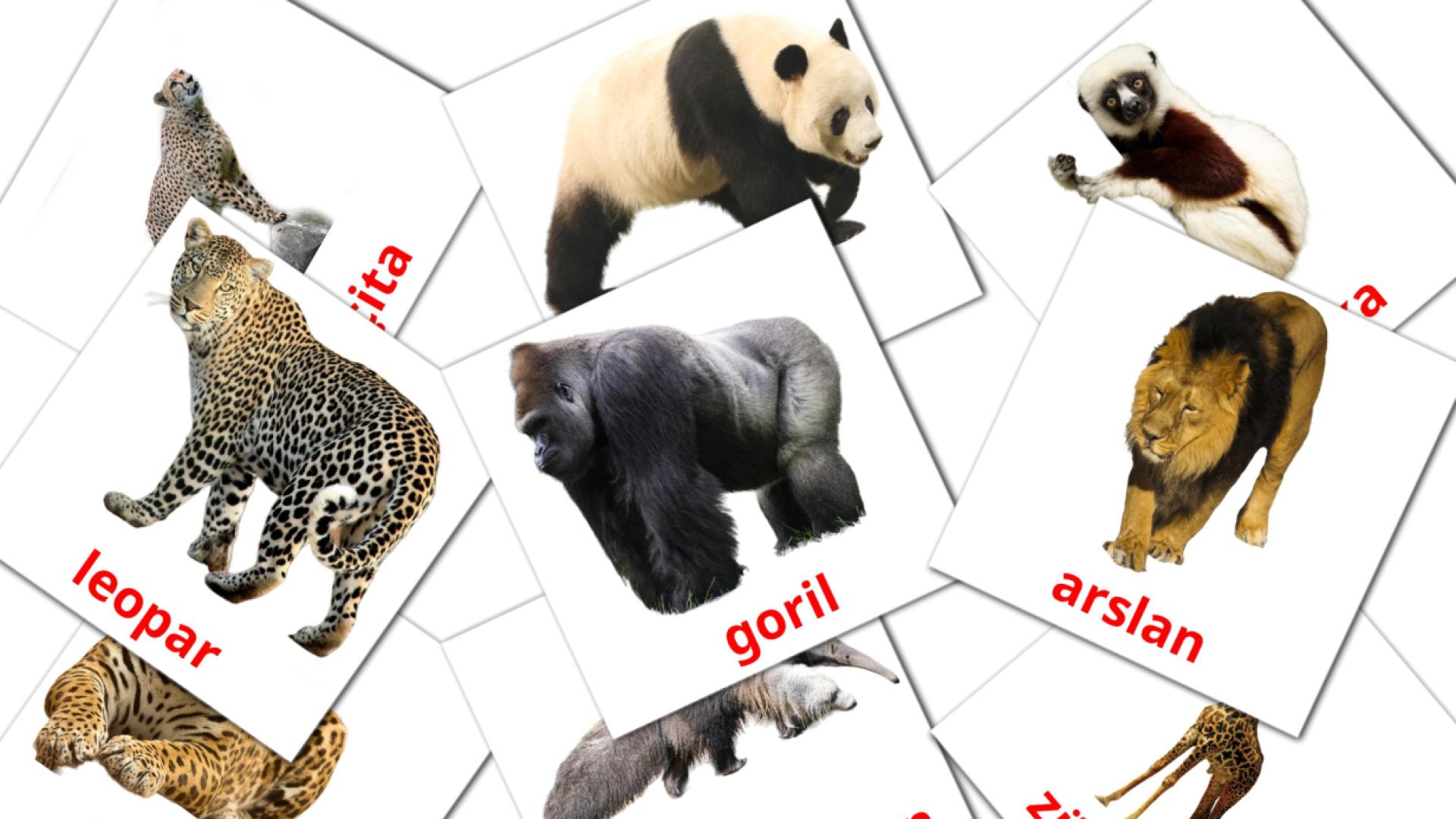 21 Flashcards de Afrika Hayvanlar
