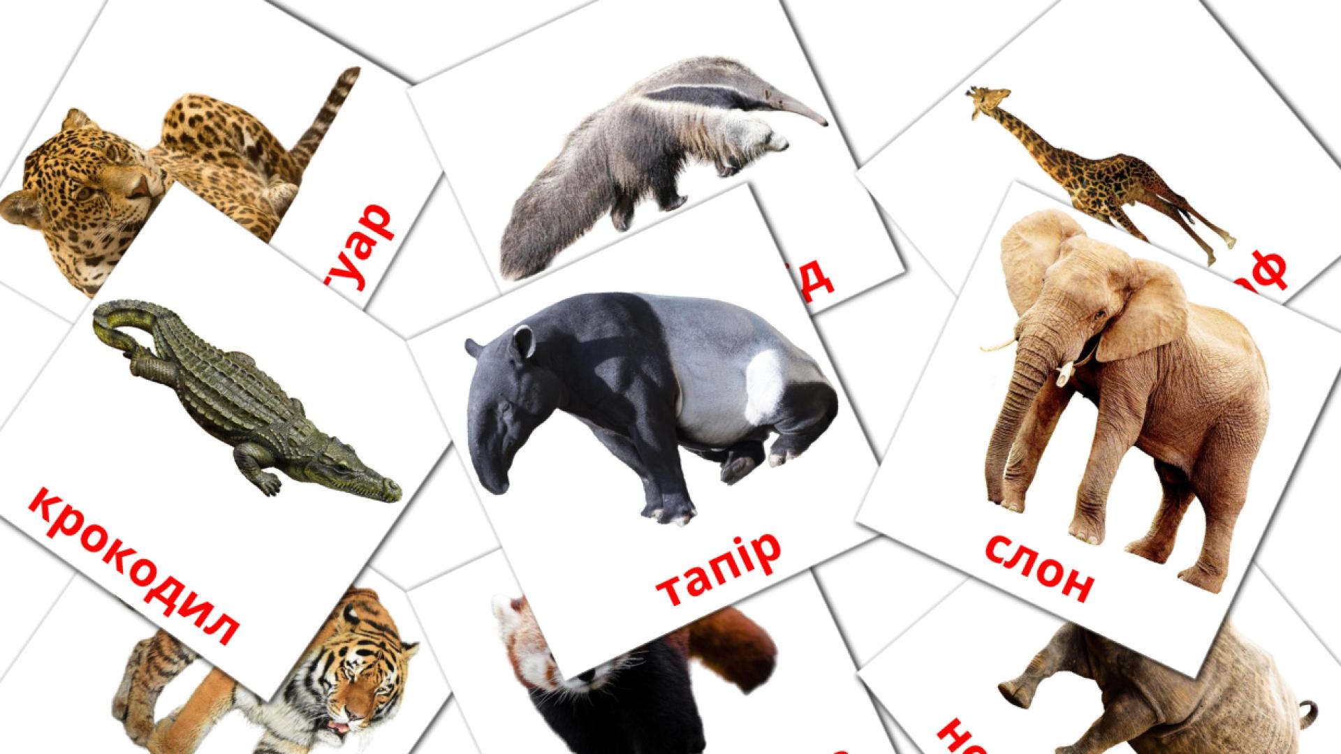 21 tarjetas didacticas de Тварини Африки