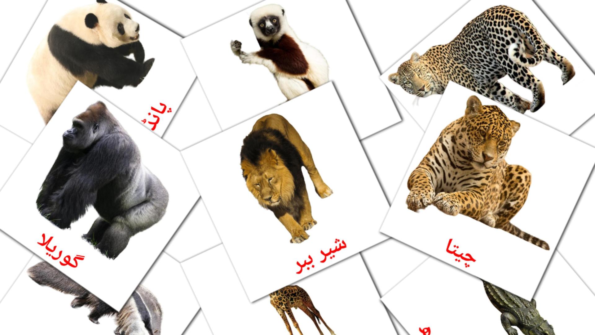 21 Bildkarten für جنگل کا جانور