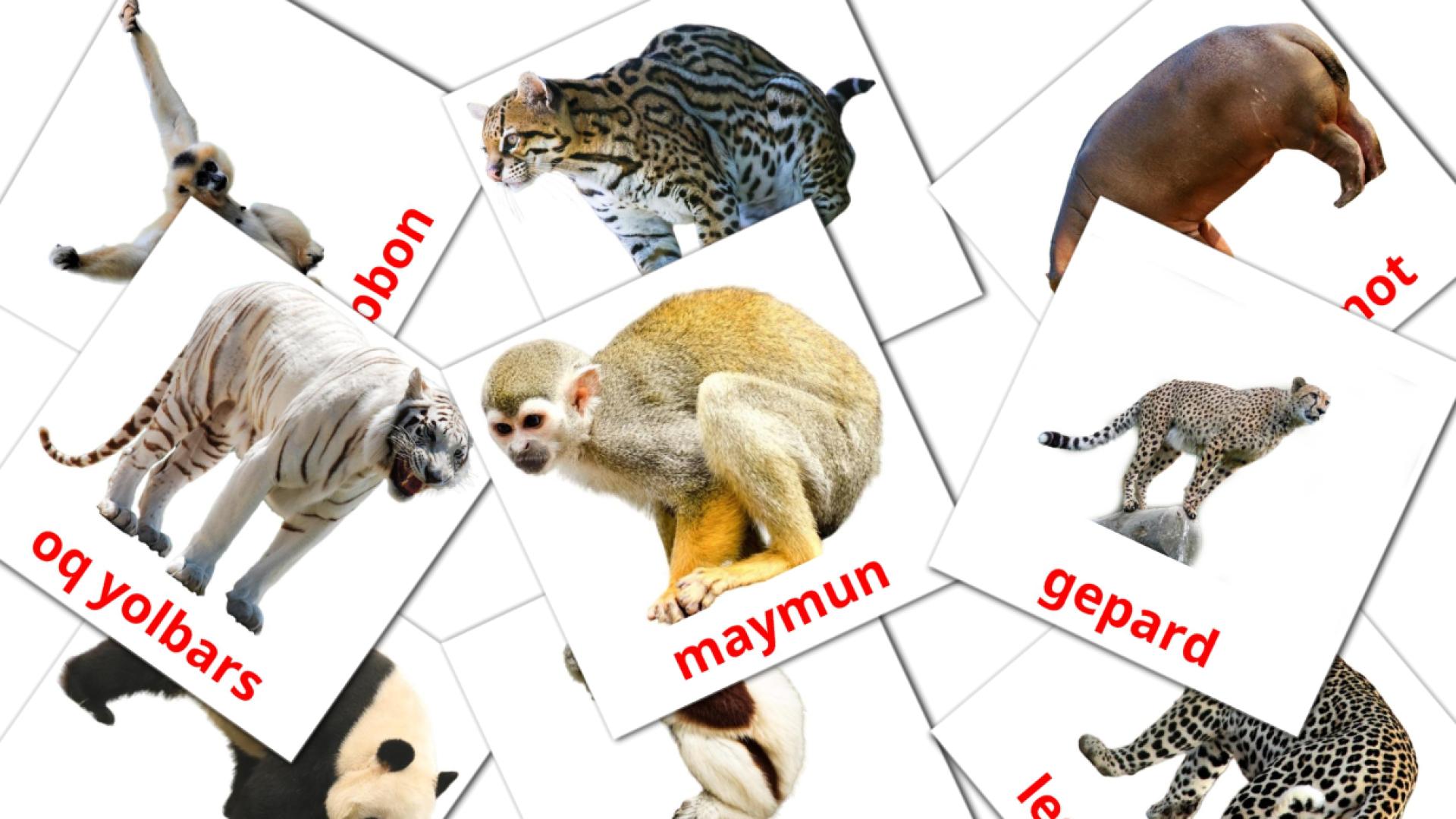 21 tarjetas didacticas de Afrika hayvonlari
