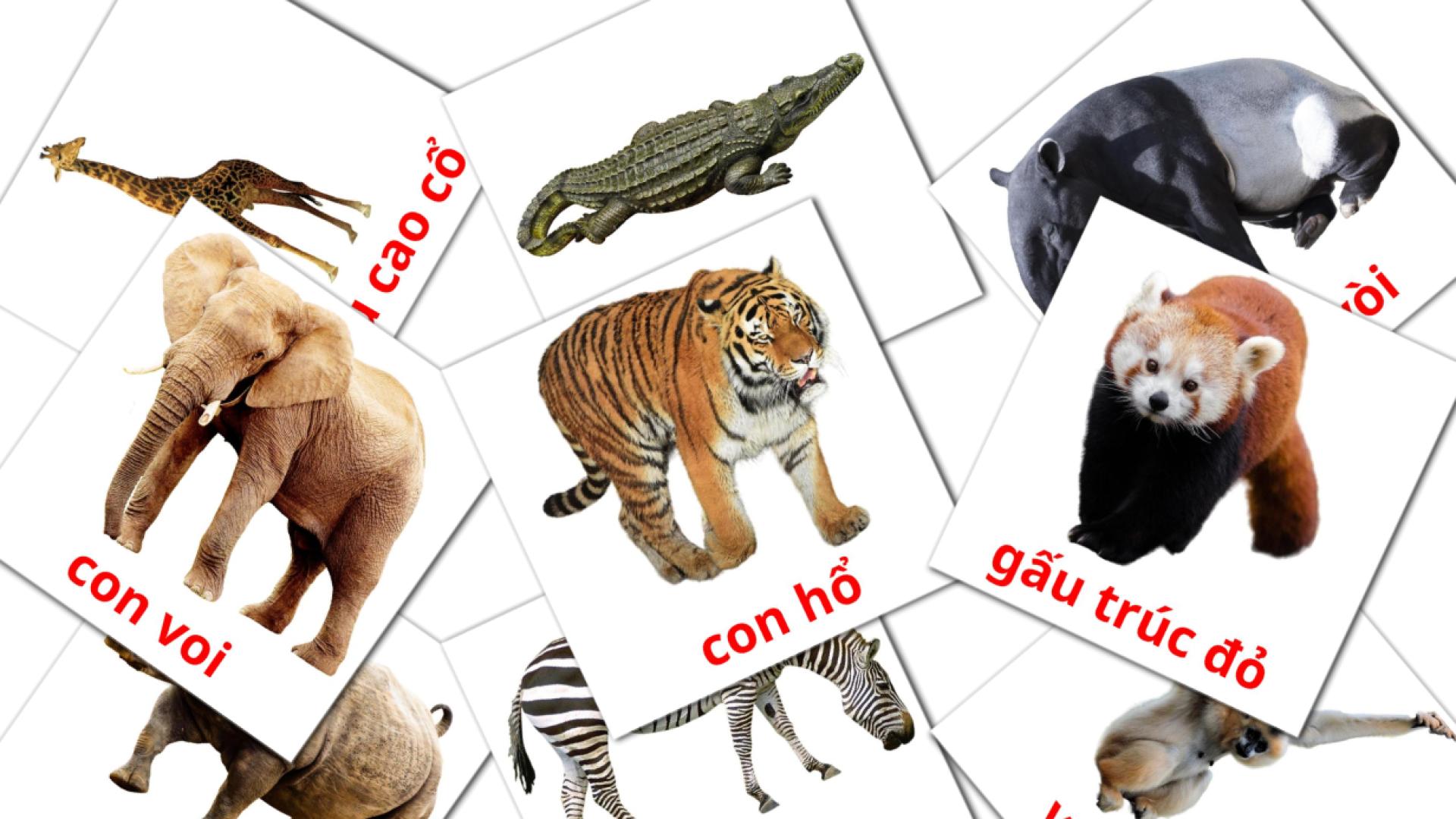 21 flashcards di động vật rừng
