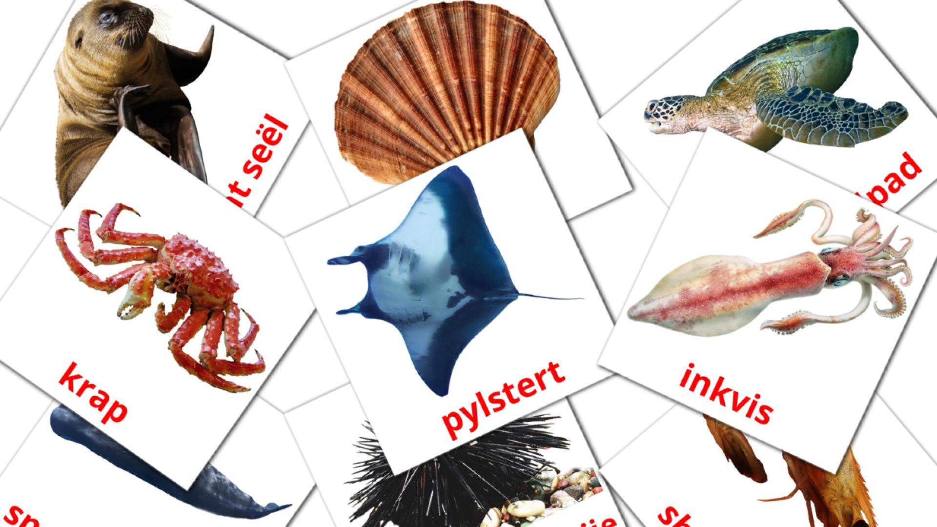 Zeedieren - afrikaanse woordenschatkaarten