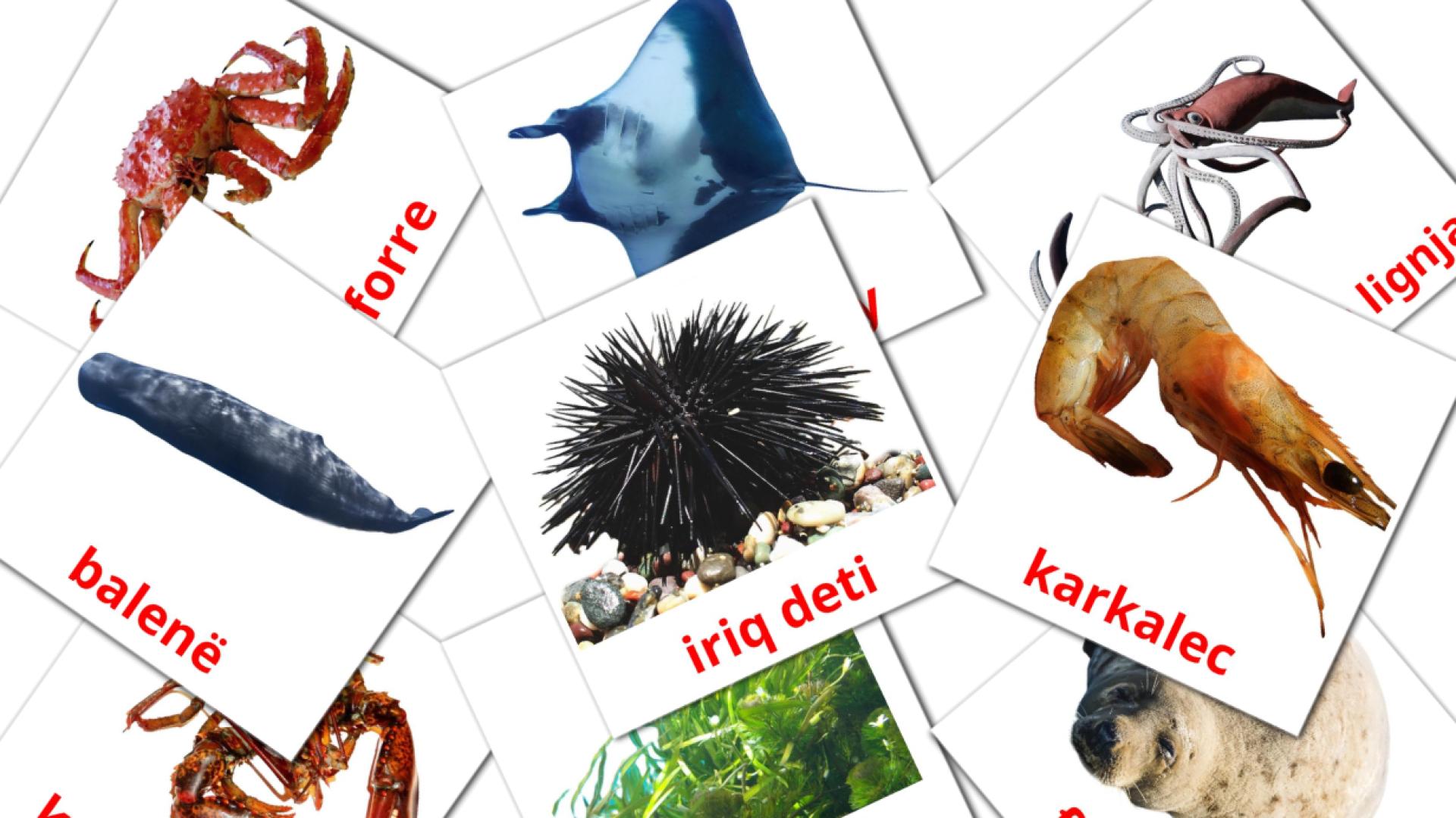 Zeedieren - albanesee woordenschatkaarten