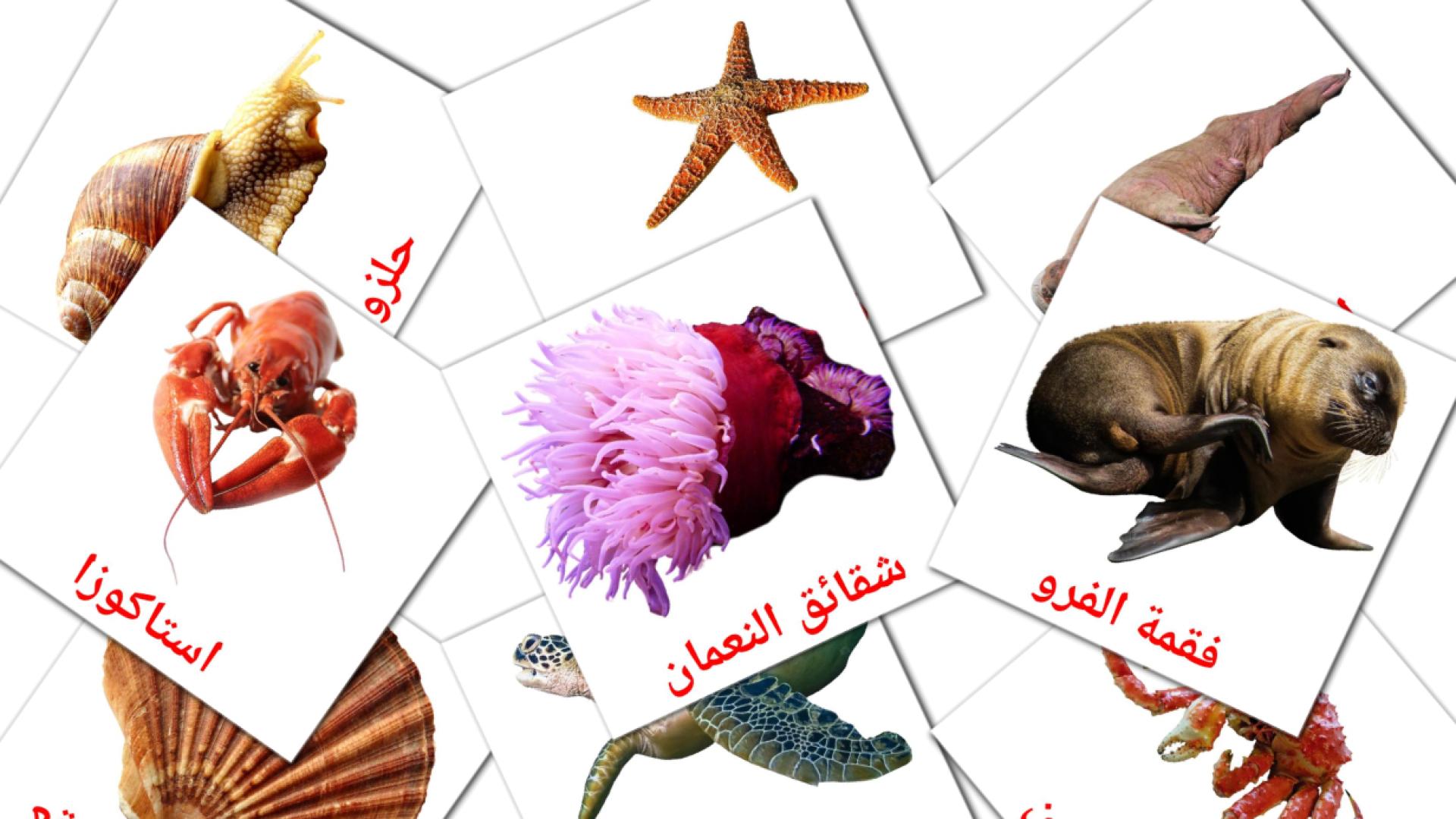 Animais Marinhos - Cartões de vocabulário árabe
