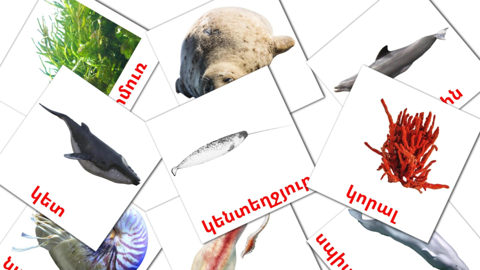 Animales Marinos - tarjetas de vocabulario en armenio