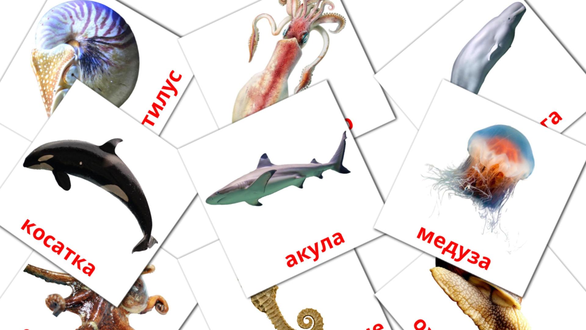 29 Bildkarten für Морски животни