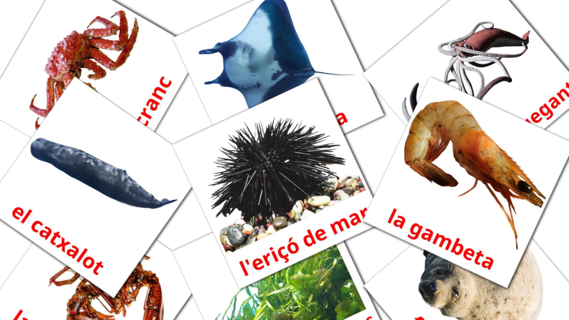 29 Bildkarten für Animals marins