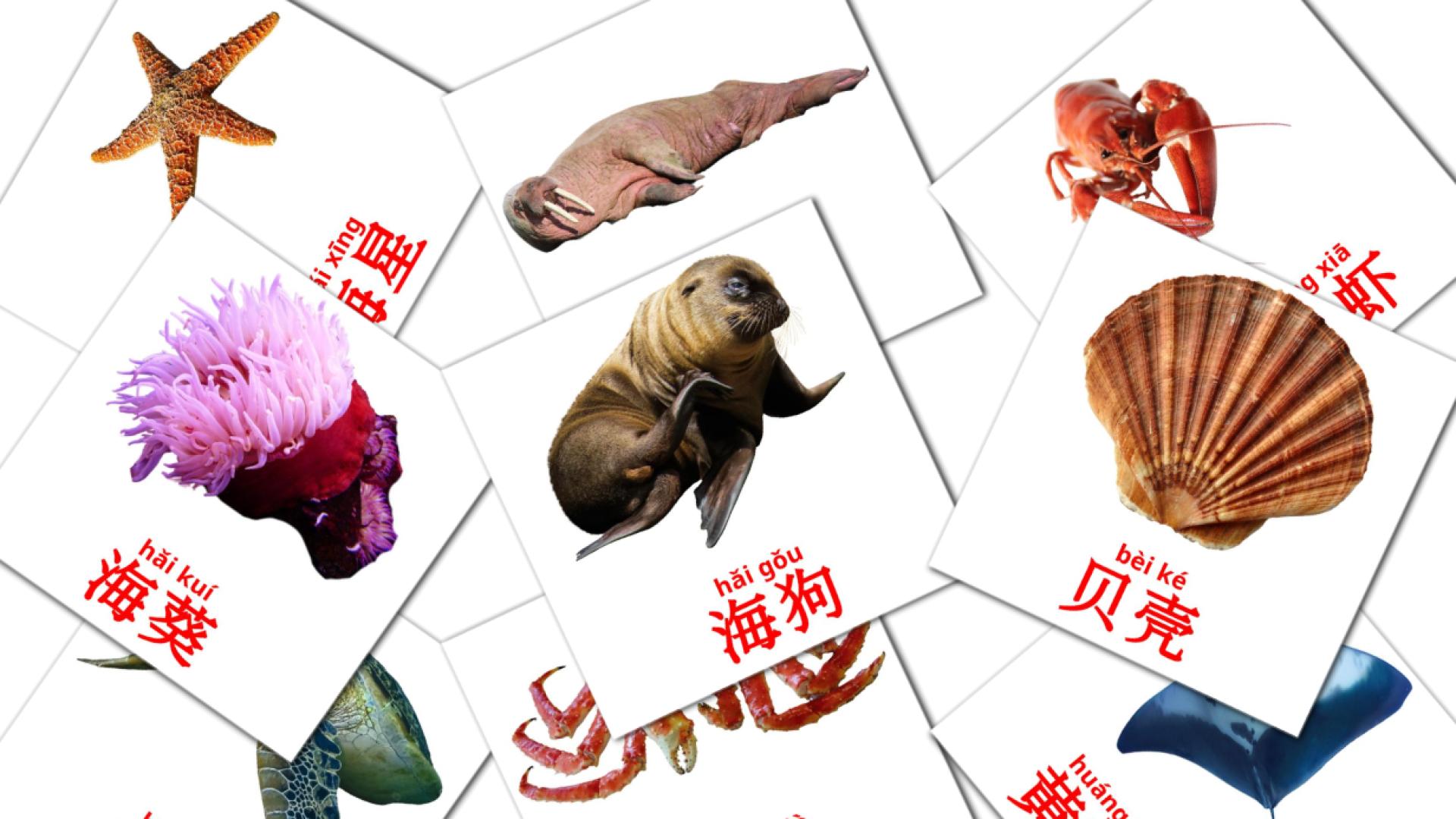 29 tarjetas didacticas de 海洋动物