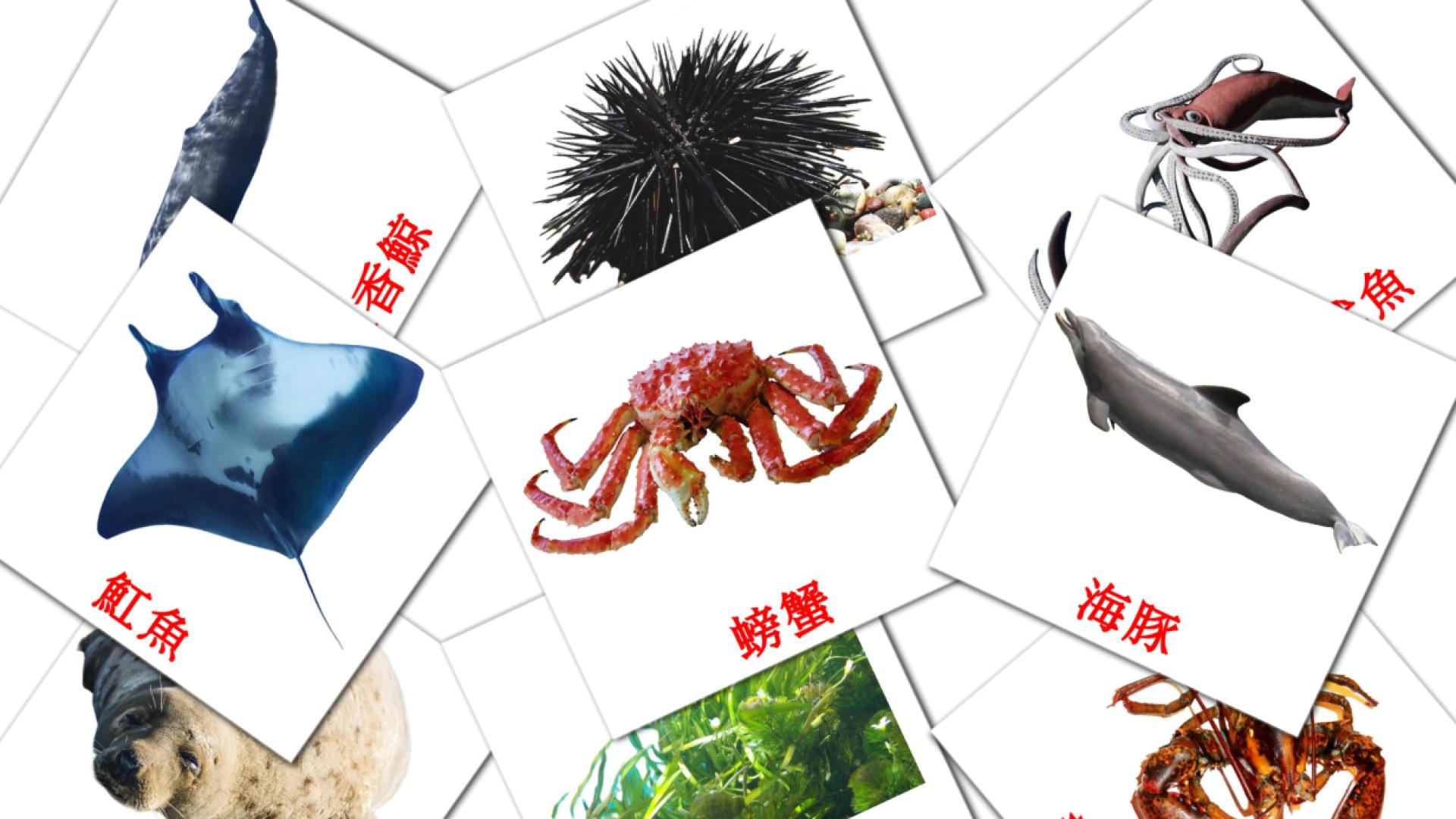 29 Flashcards de 海洋動物