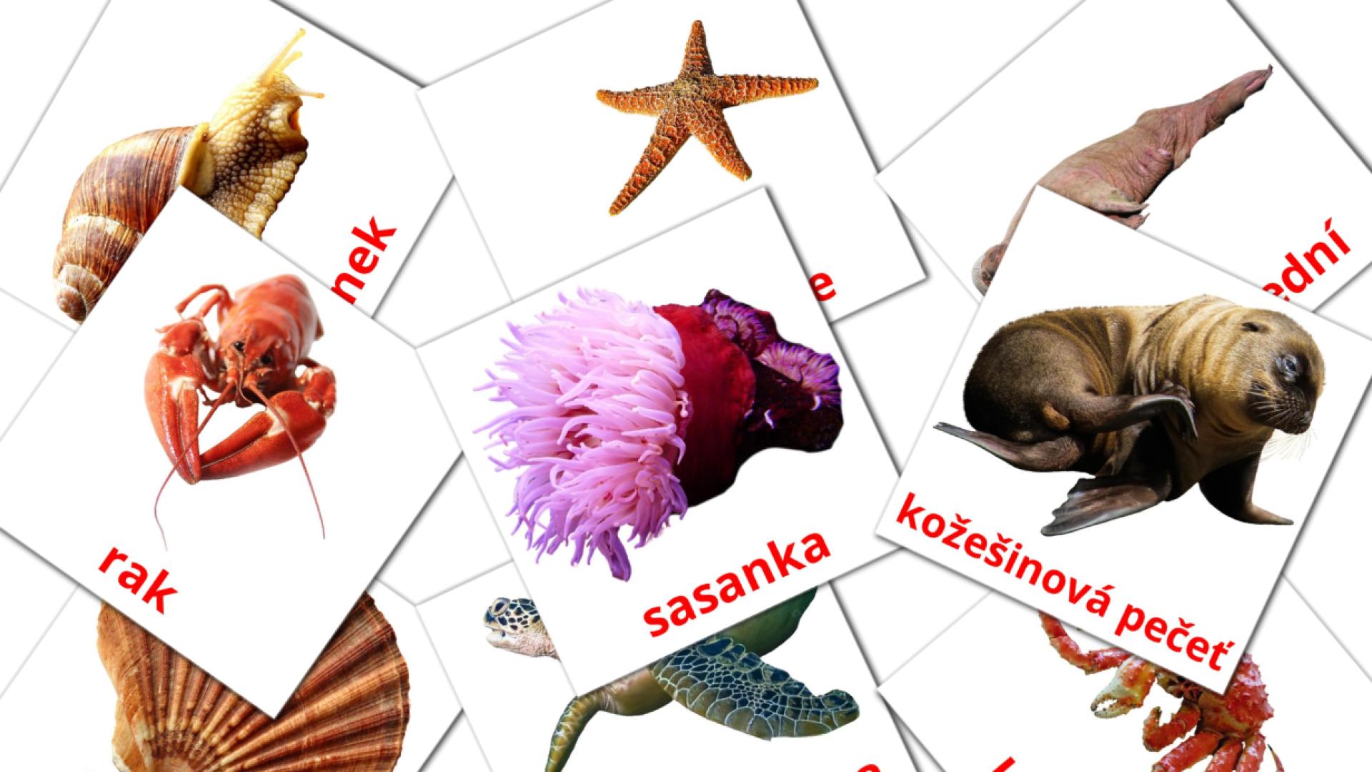 29 Bildkarten für Mořské živočichy