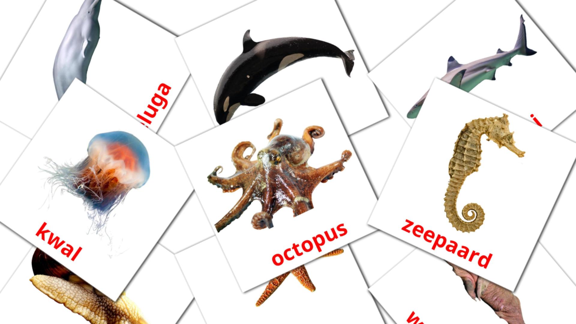 29 Bildkarten für Zeedieren