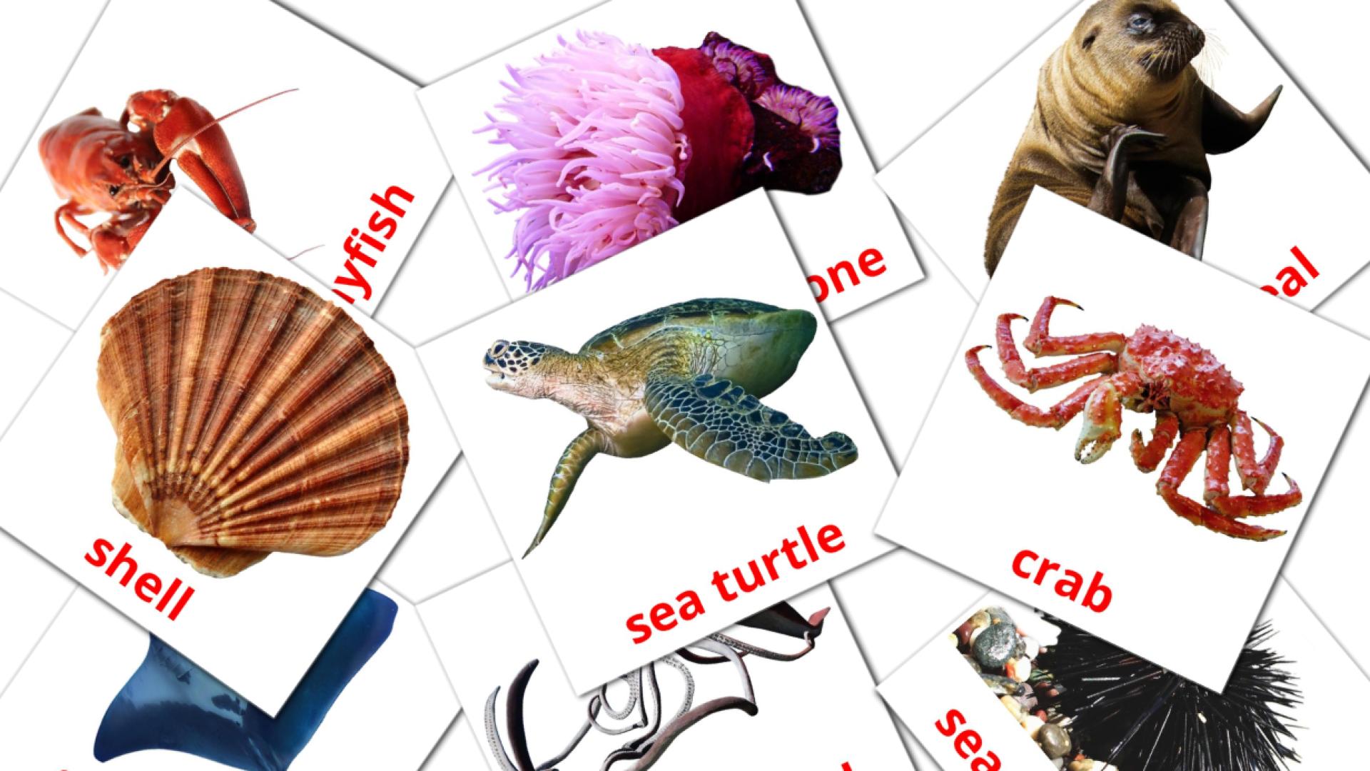 Морские животные - английский словарь картинок