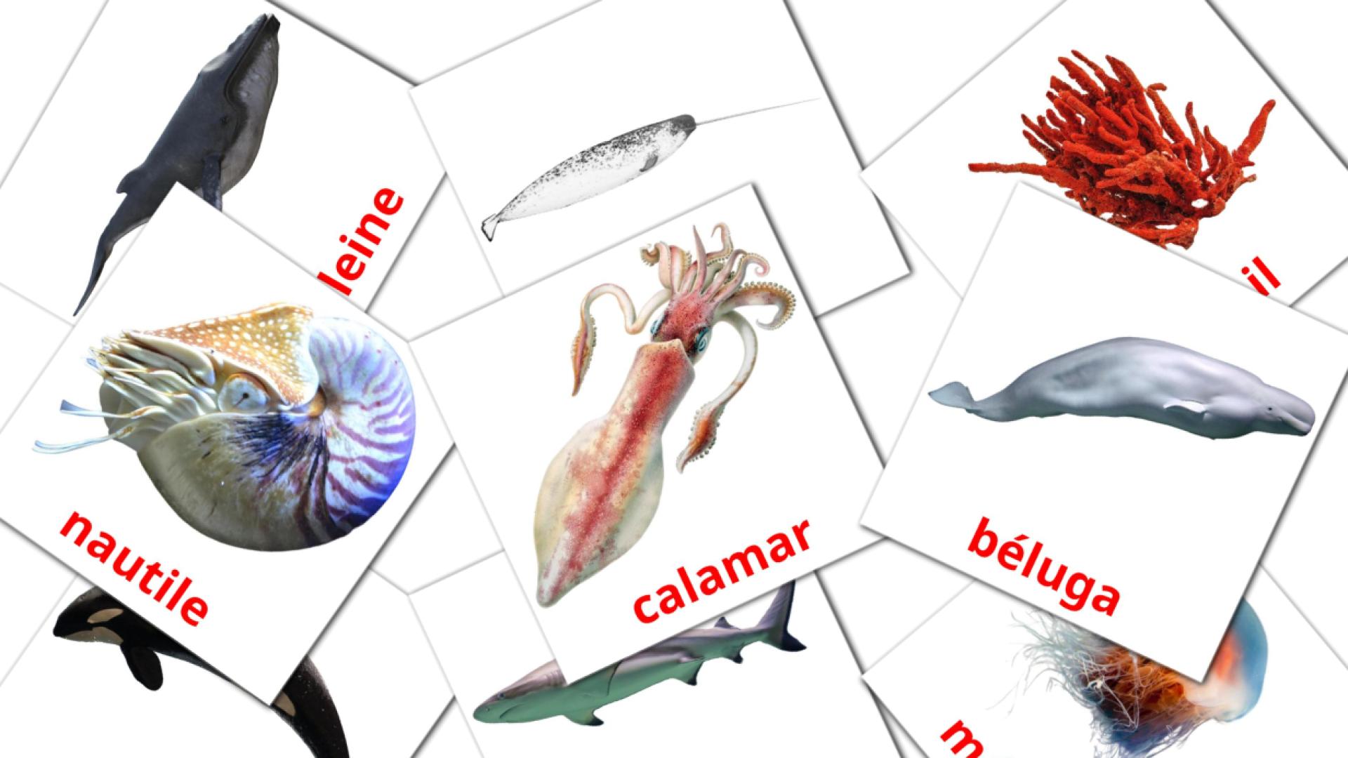 29 flashcards di Les Animaux Marins