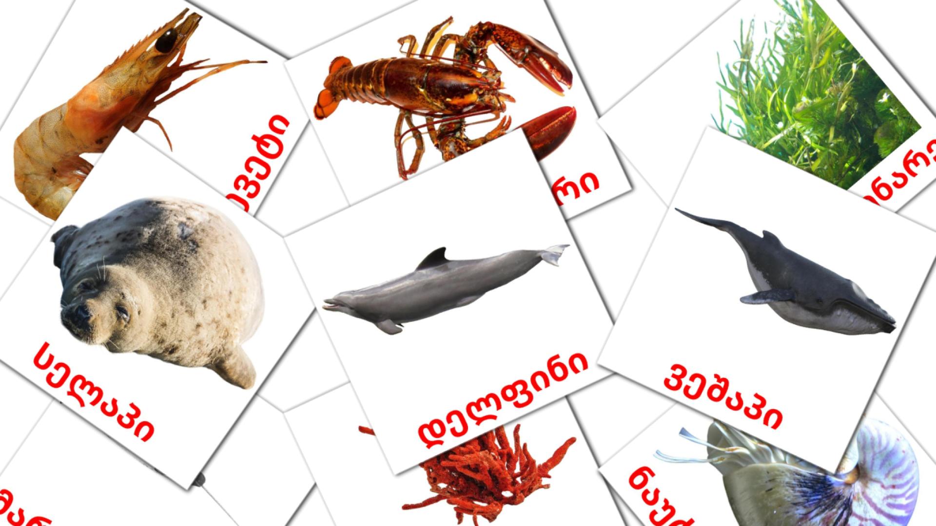 29 Bildkarten für ზღვის ბინადრები