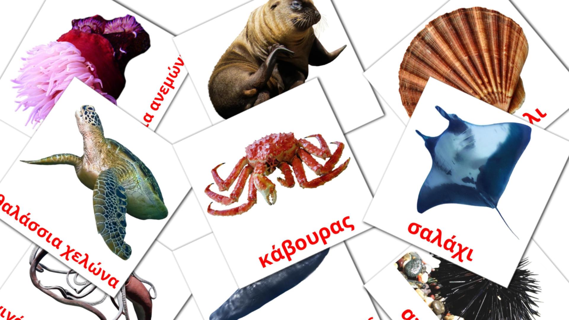 29 Flashcards de θαλάσσια ζώα