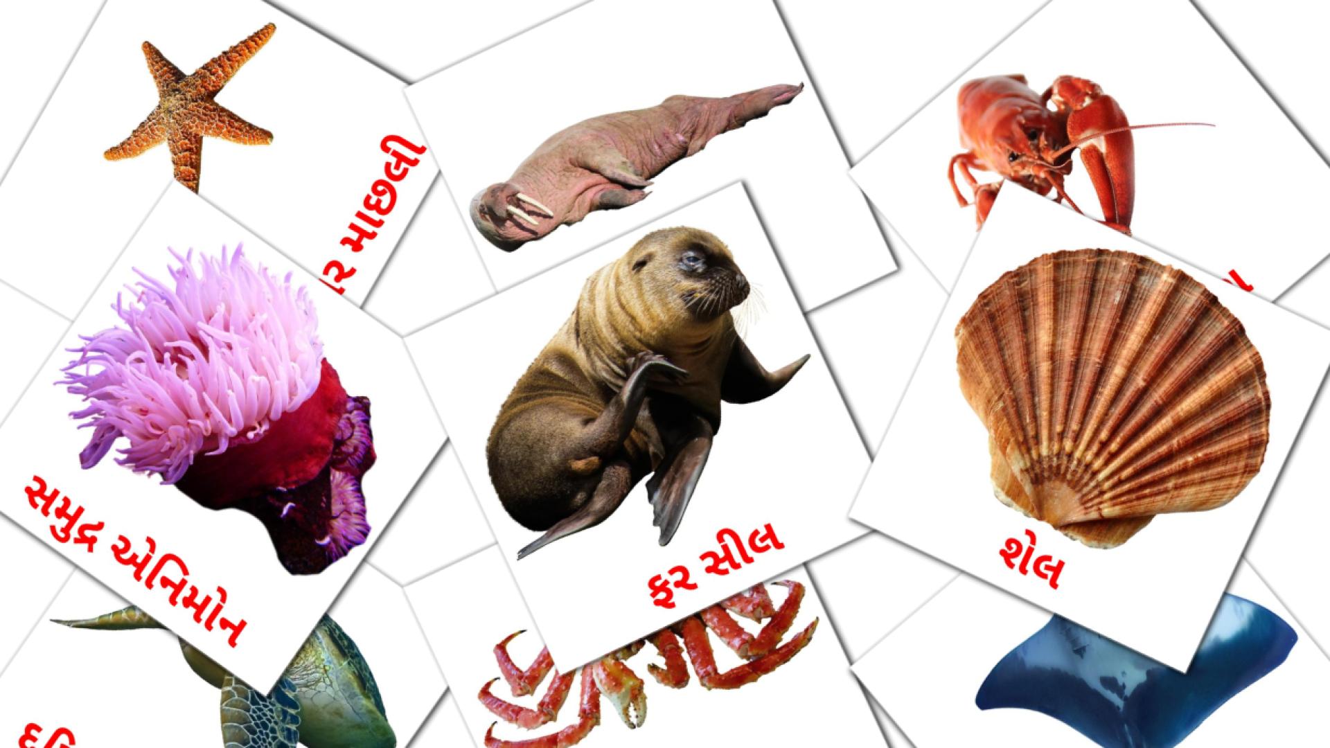 29 tarjetas didacticas de સમુદ્ર એનિમલ