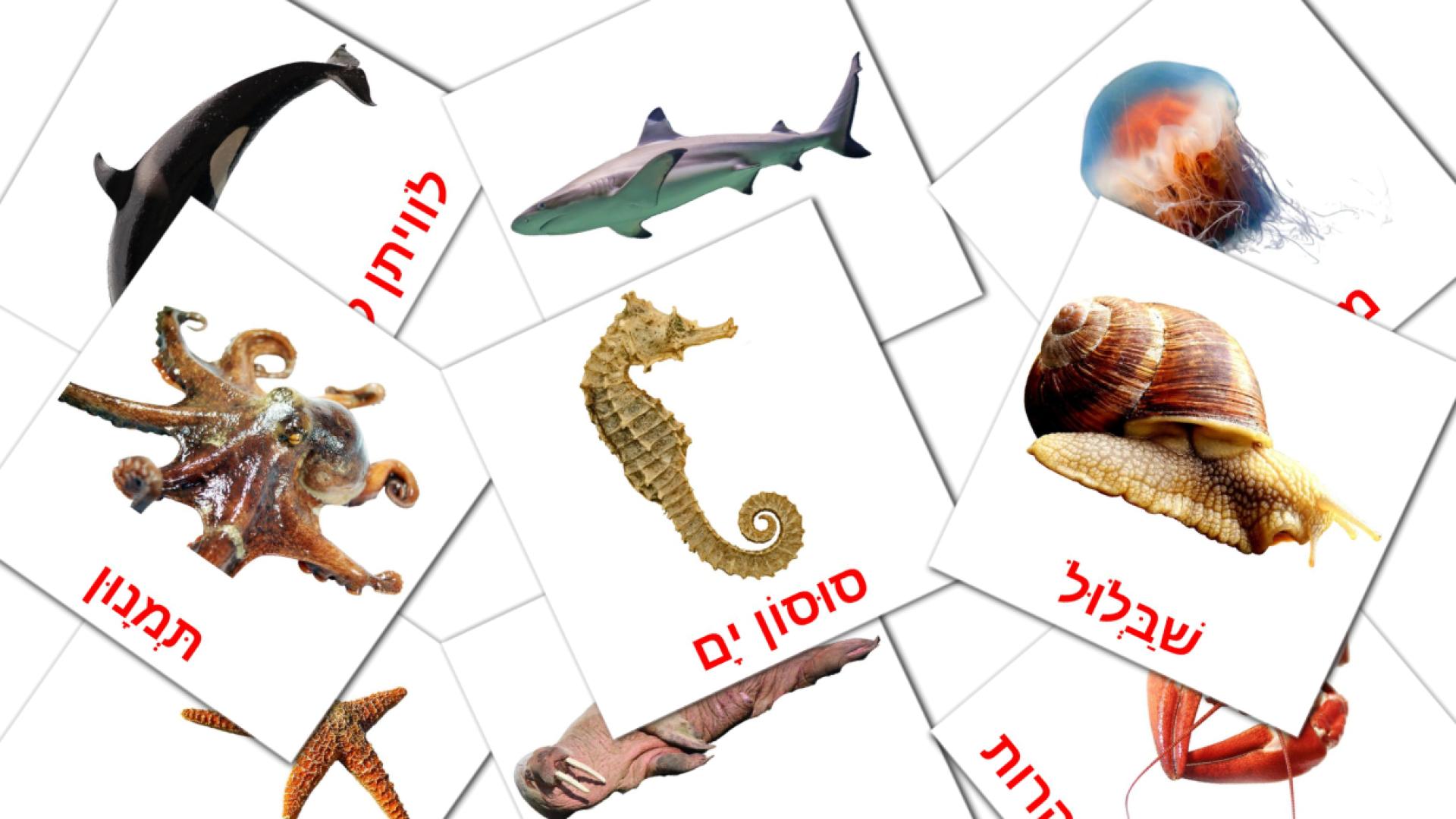 29 tarjetas didacticas de חיות ים