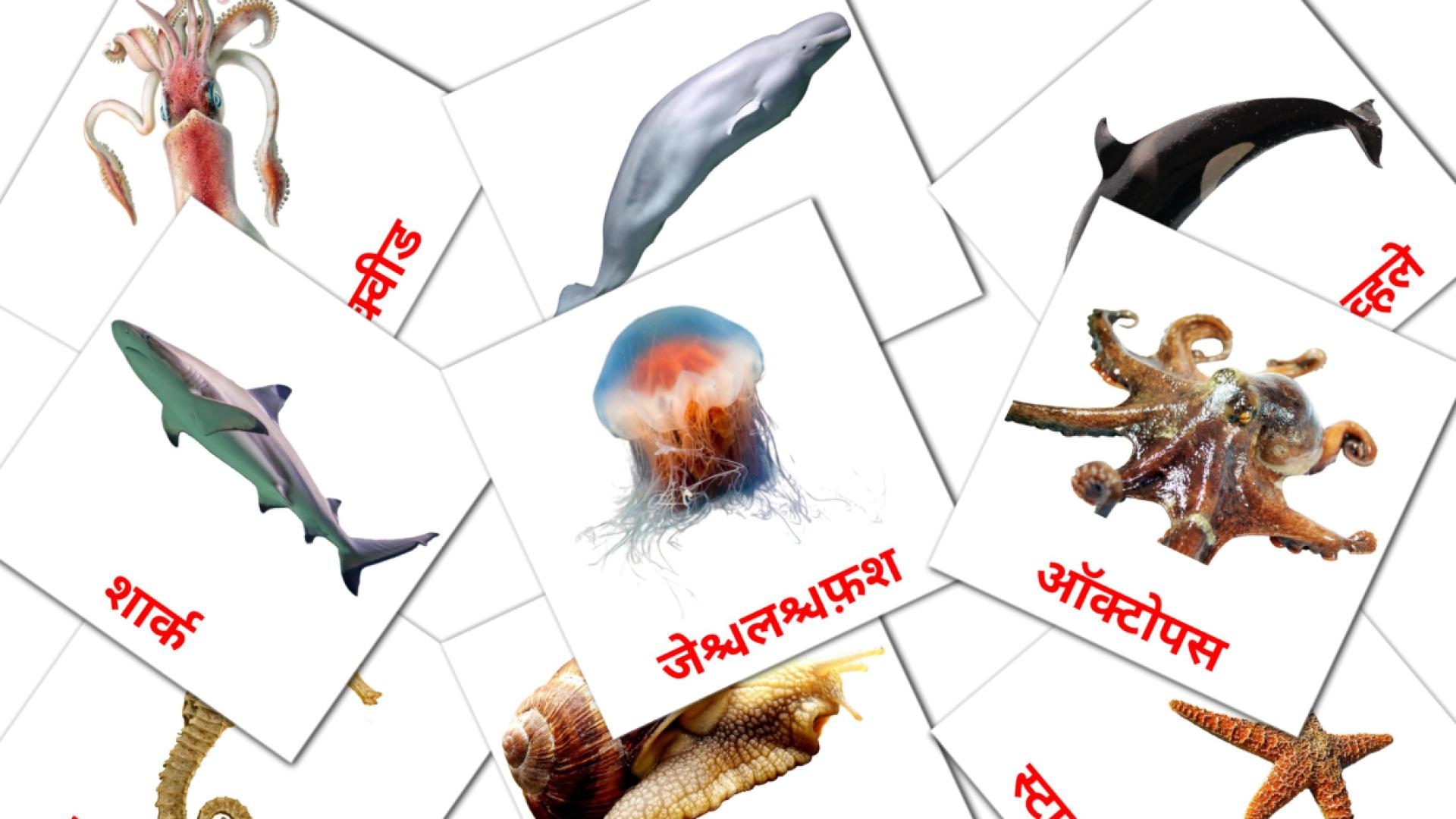 29 tarjetas didacticas de समुद्री जानवर