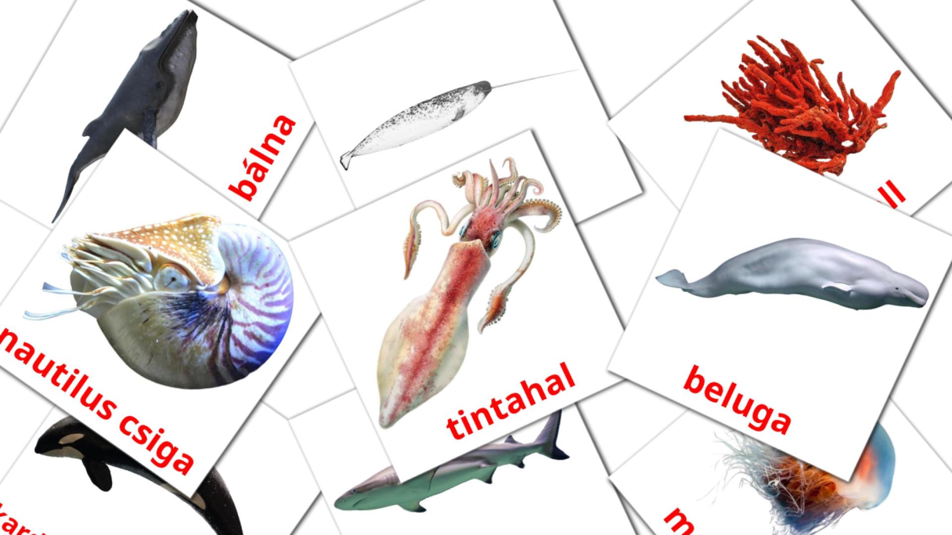 29 flashcards di Tengeri állatok