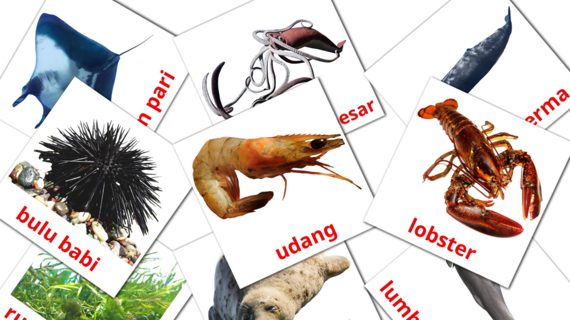 29 tarjetas didacticas de Binatang Laut