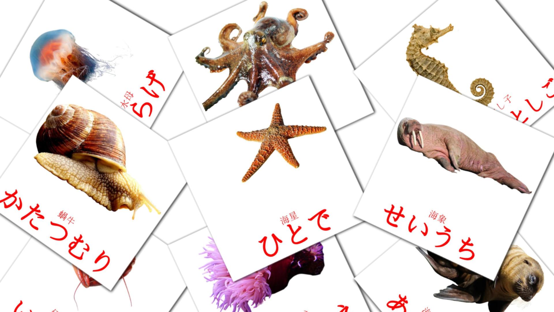 29 Bildkarten für 魚類 - ぎょるい