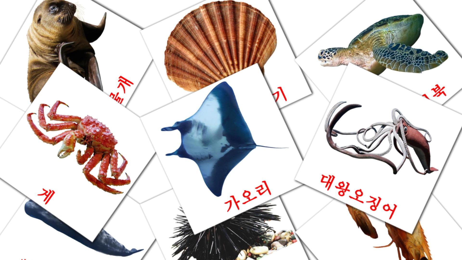 29 flashcards di 바다동물
