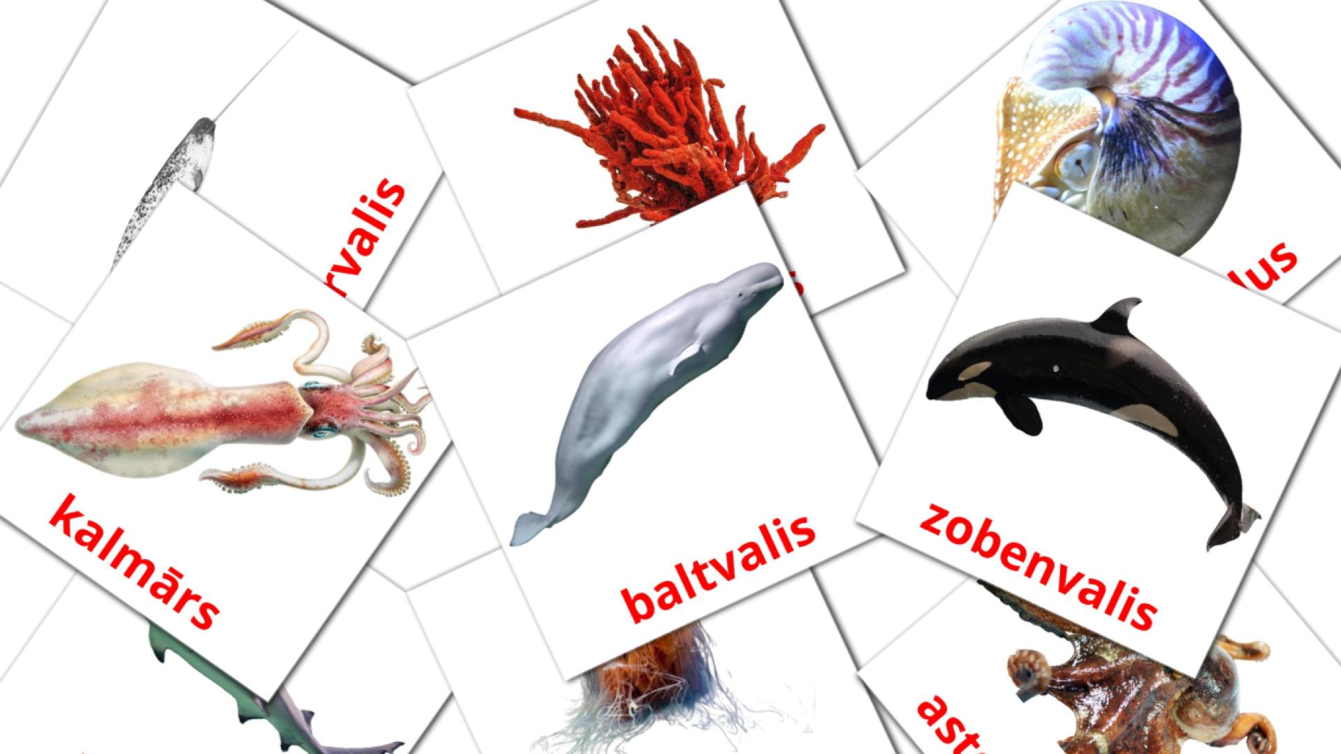 29 tarjetas didacticas de Jūras dzīvnieki