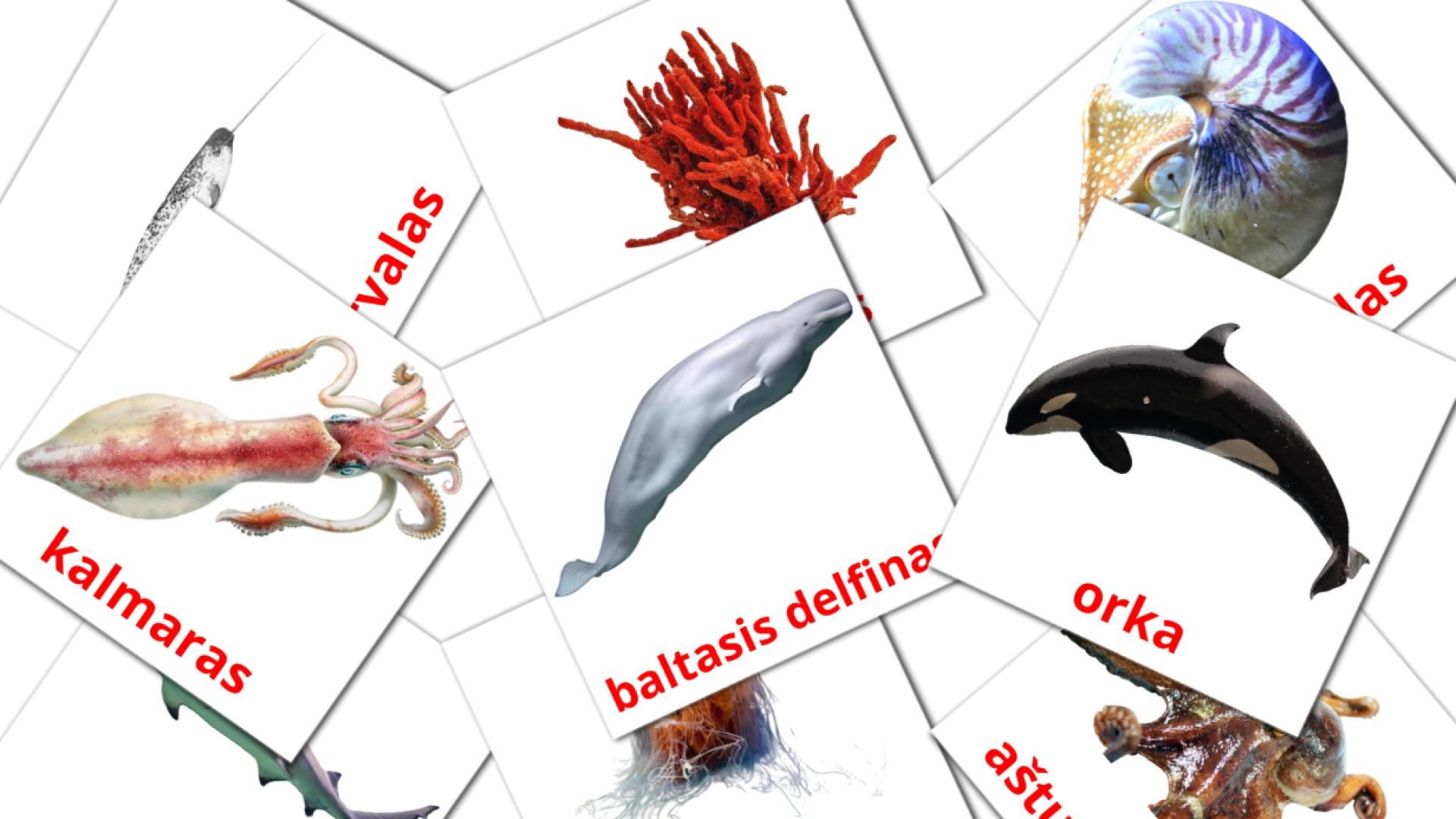 29 tarjetas didacticas de Jūros gyvūnai