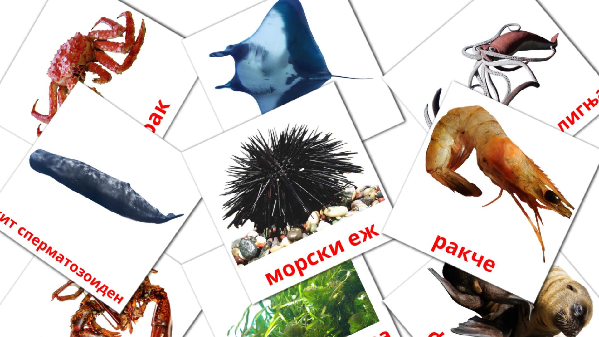 29 Bildkarten für Морски животни