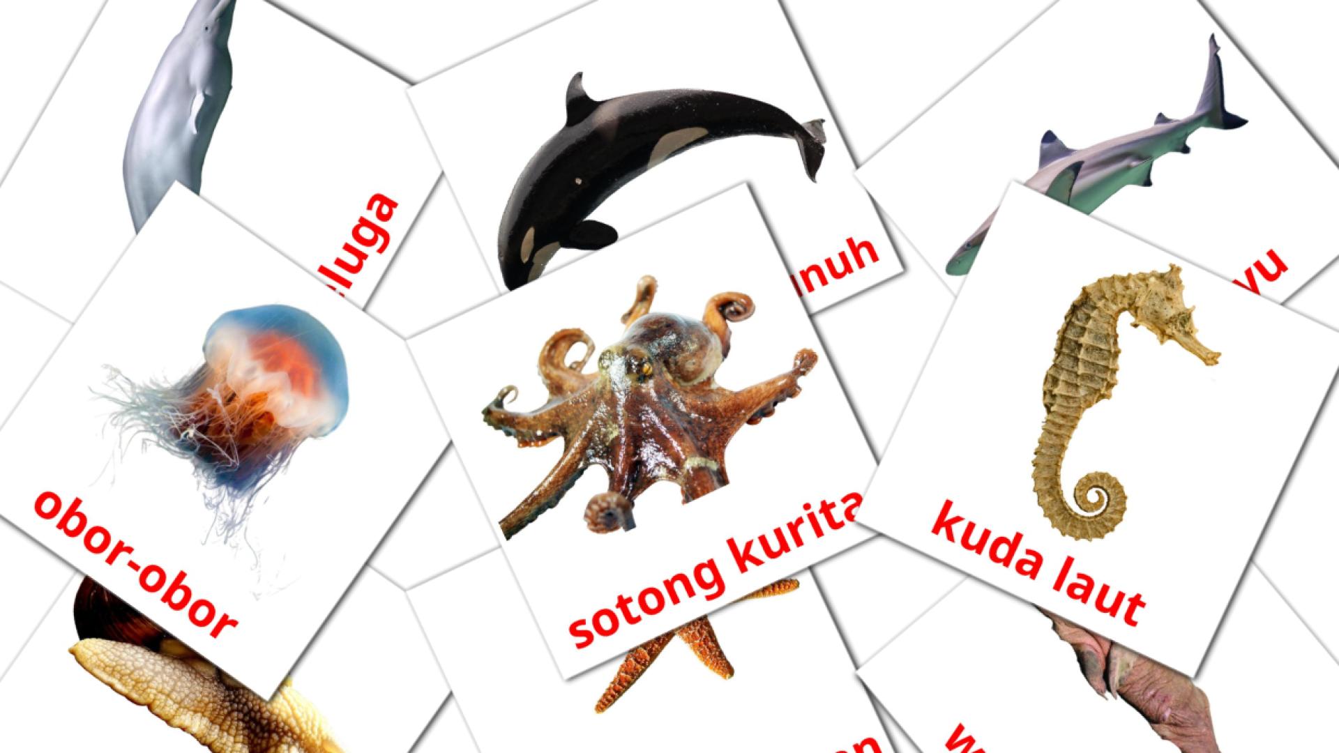 29 tarjetas didacticas de Hidupan laut