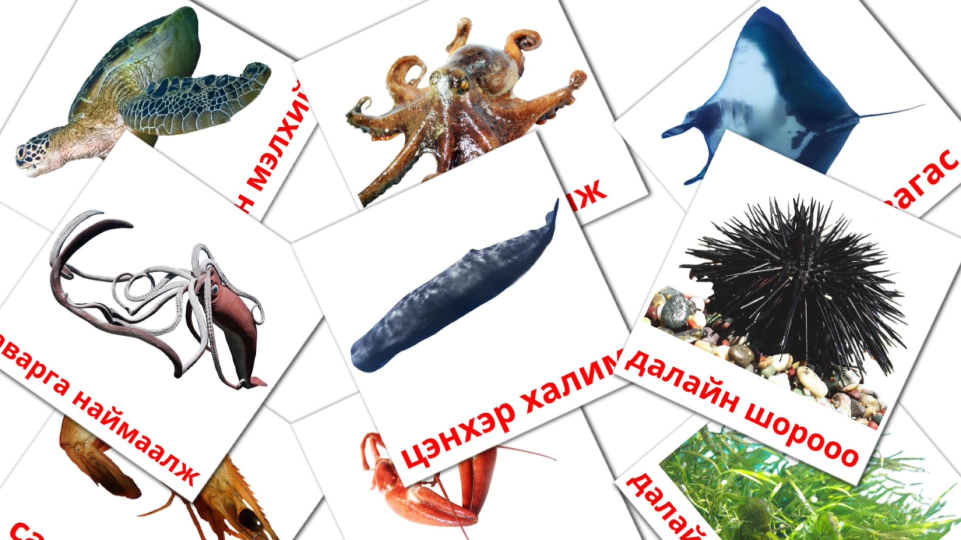 29 tarjetas didacticas de далайн амьтад