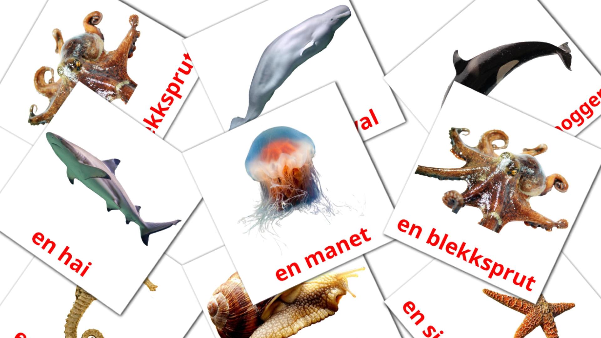 29 tarjetas didacticas de Sjødyr