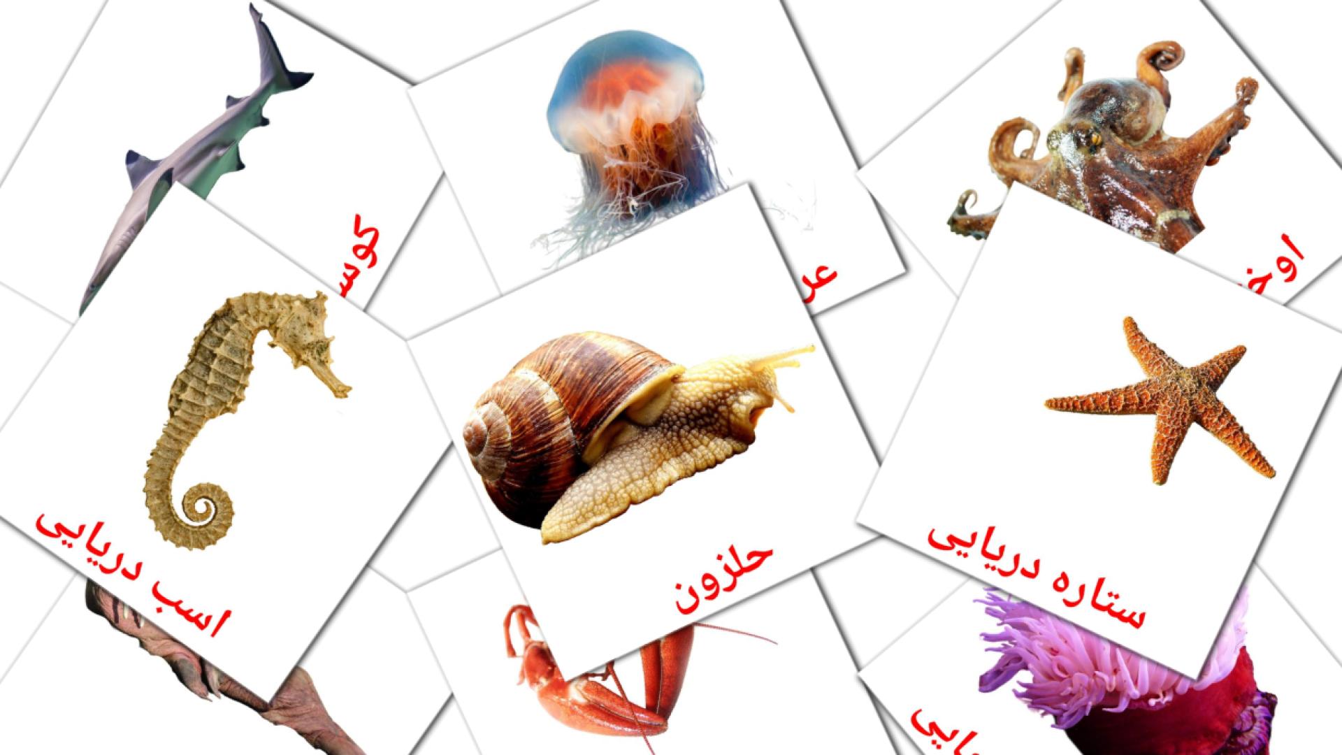 29 tarjetas didacticas de حیوانات دریایی