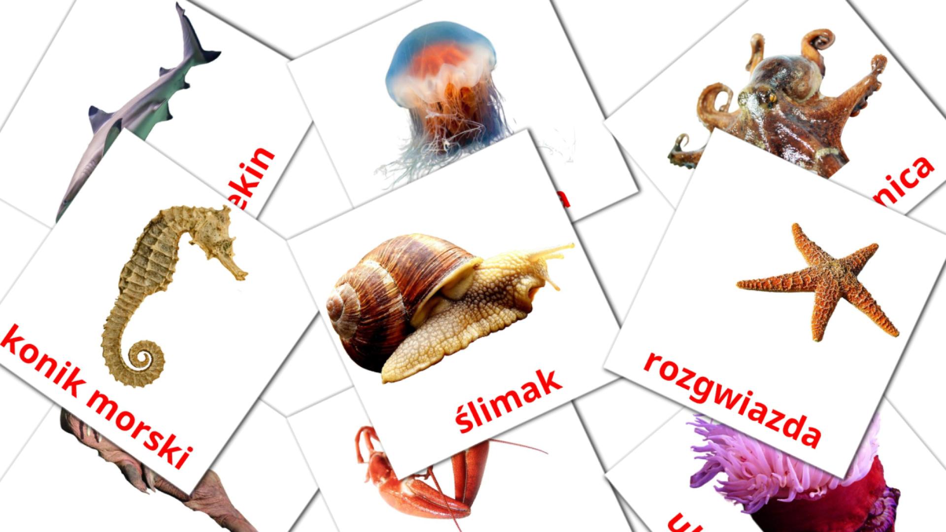 29 tarjetas didacticas de Zwierzęta morskie