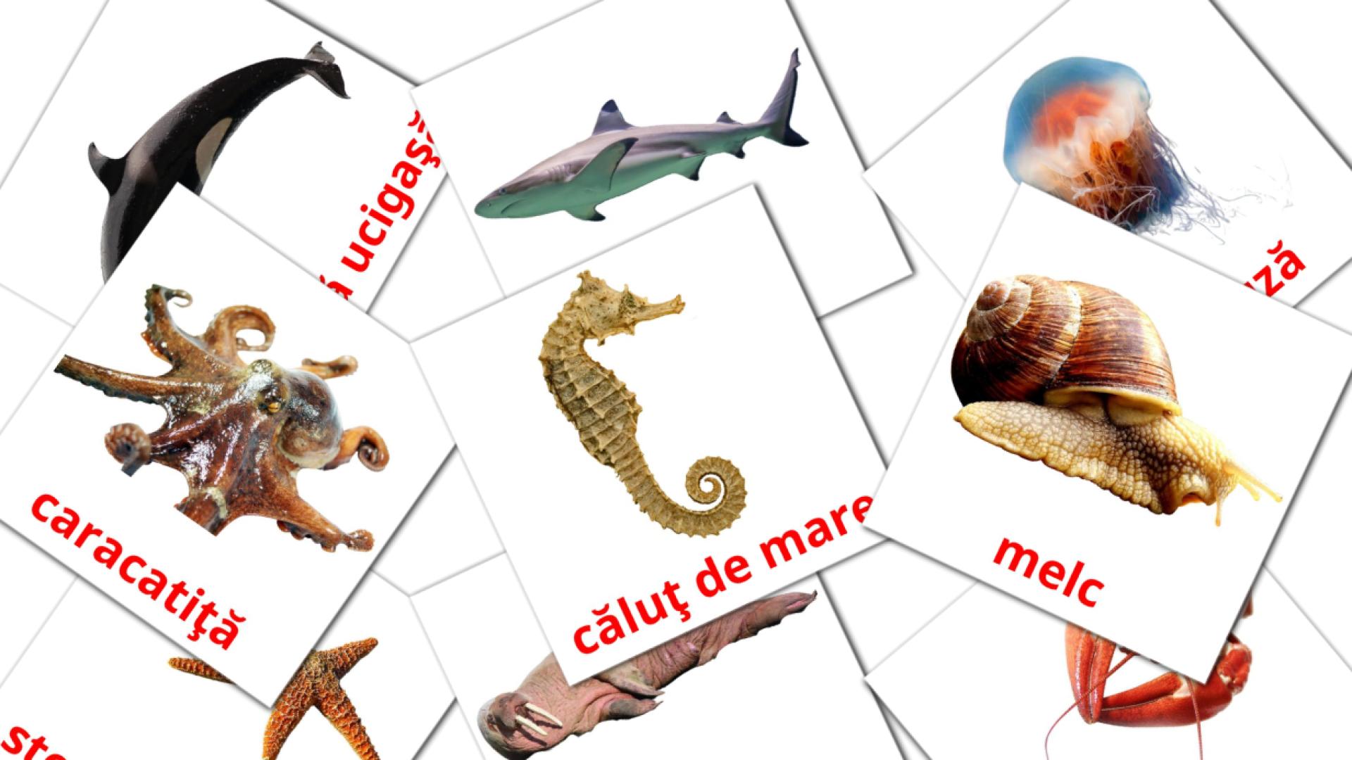 29 tarjetas didacticas de Animale marine