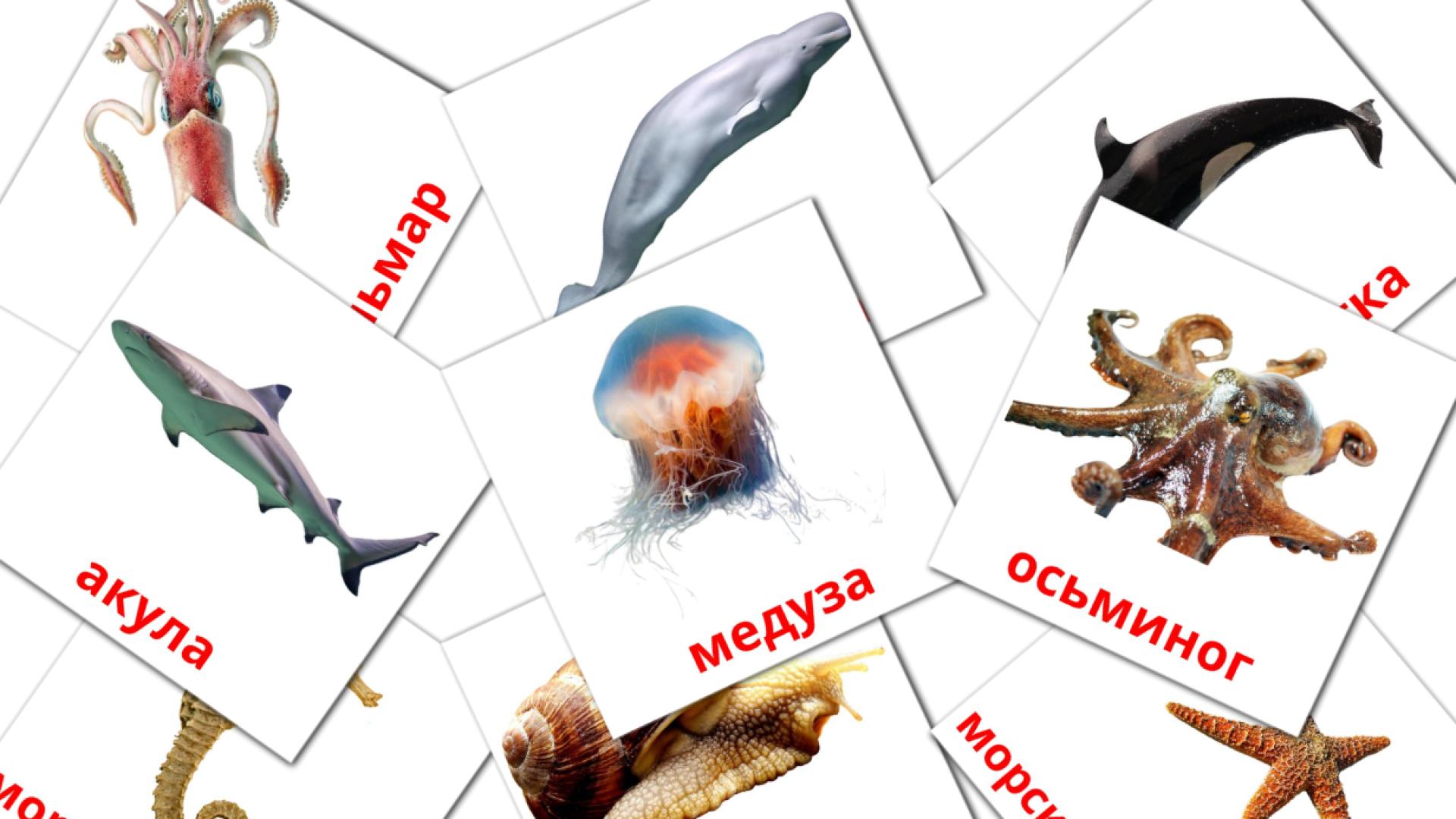 29 tarjetas didacticas de Морские животные