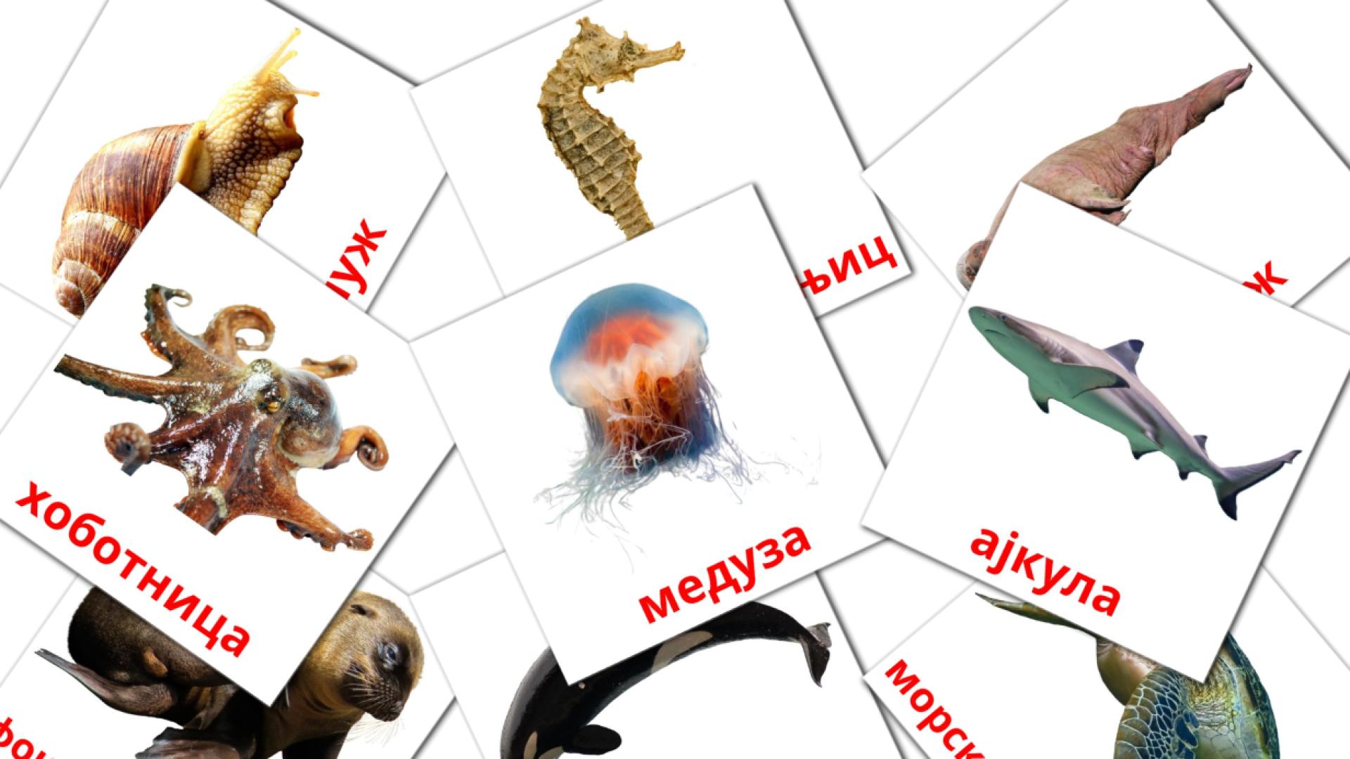 29 tarjetas didacticas de Морске животиње